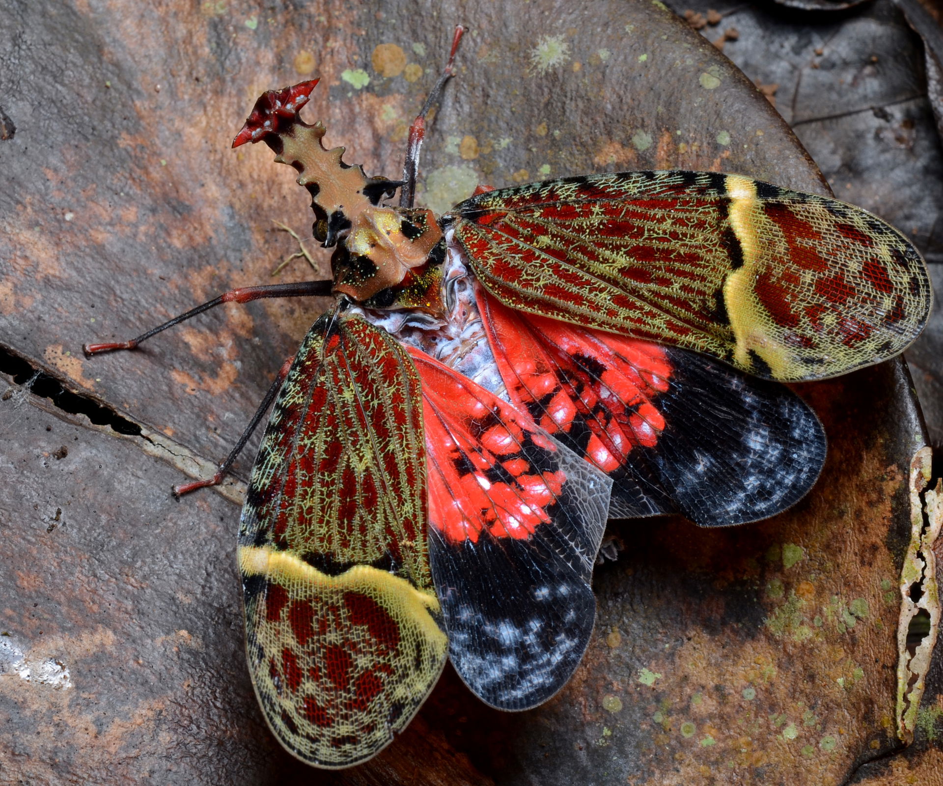 A hopper (Phrictus quinquepartitus) at La Selva Biological Stat…