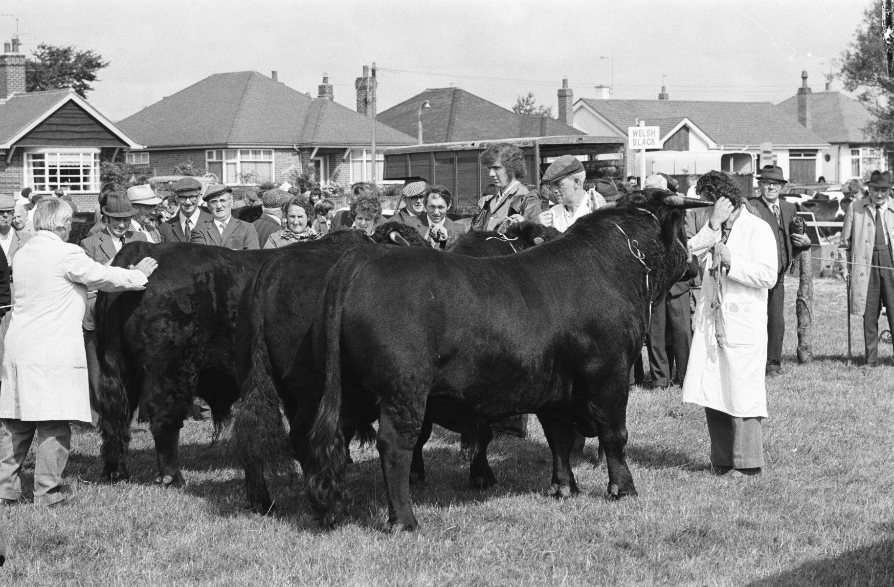 Denbighshire and Flintshire Show at Rhyl, 1975