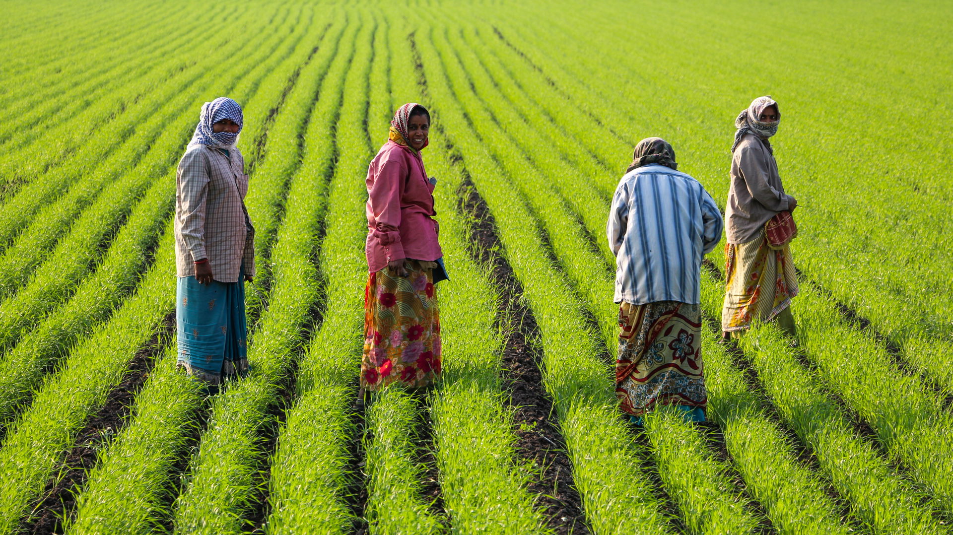 Women working in a rice field near Junagadh, Gujarat, India