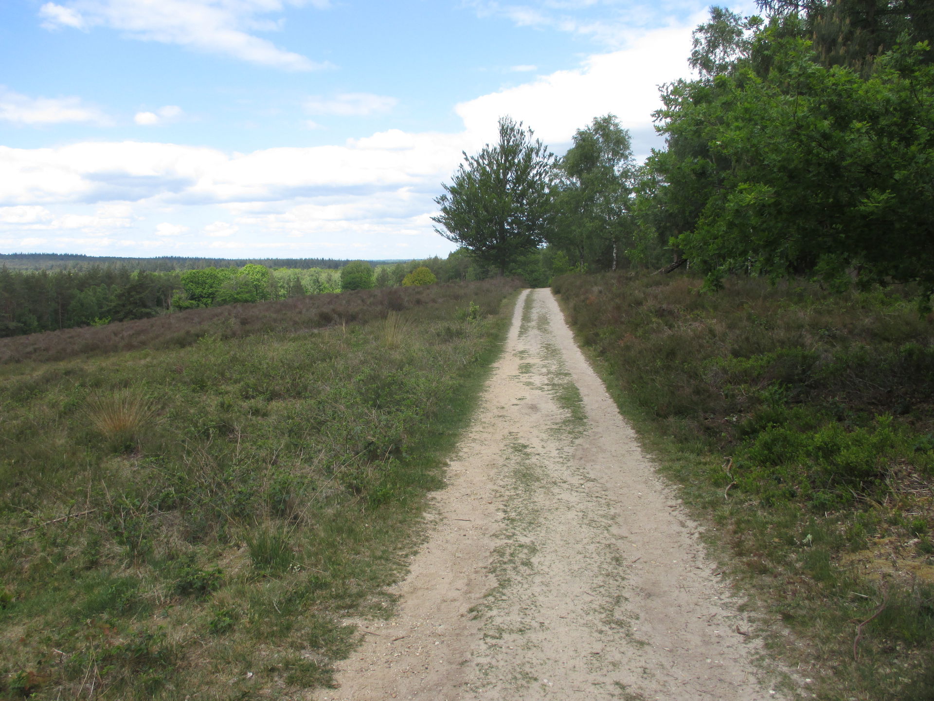 Pad langs heideveld op de top van de Elsterberg (Elsterkop). +6…