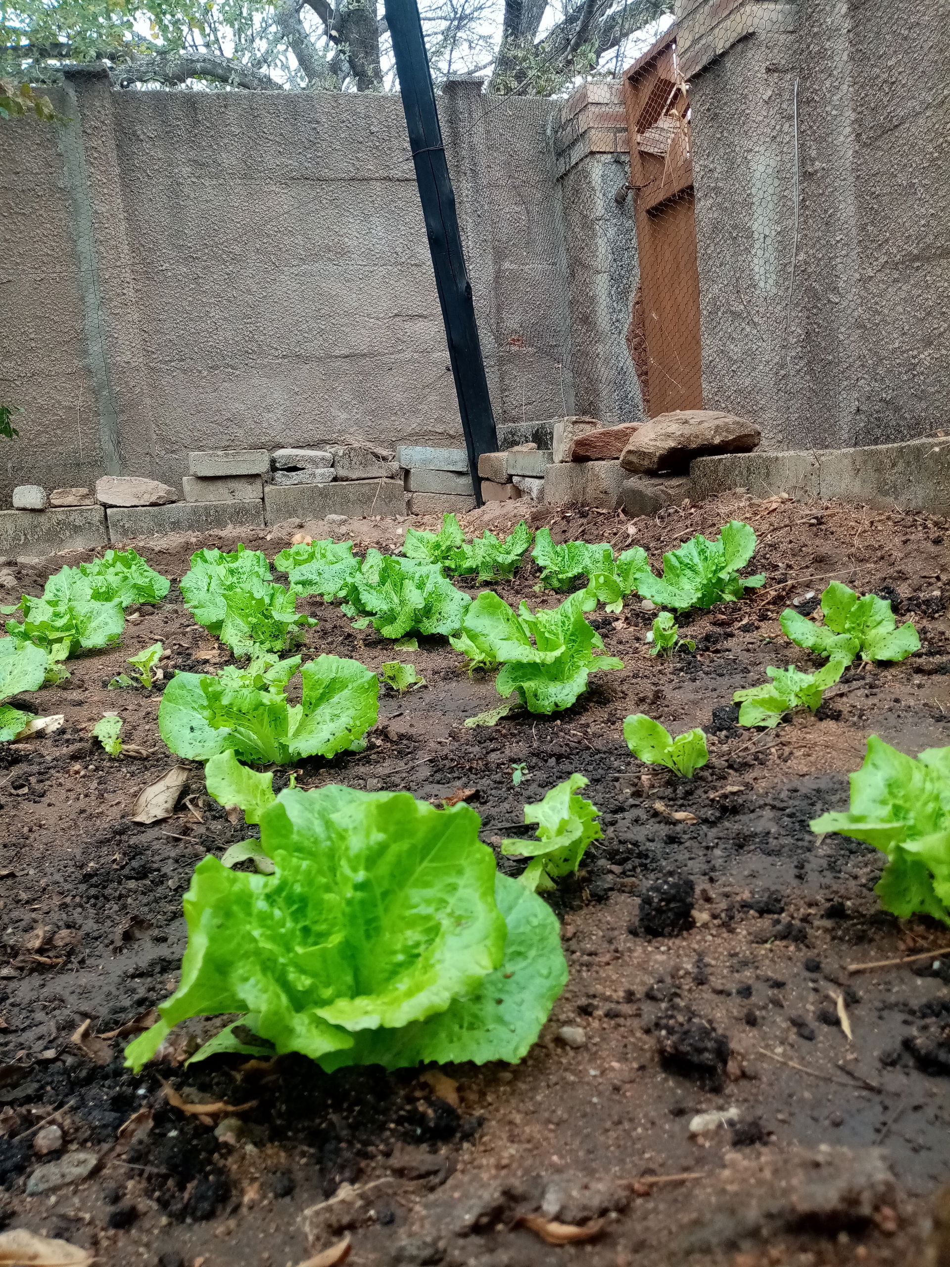 Lettuce grown in a backyard garden in Mmadinare Village, Botswa…