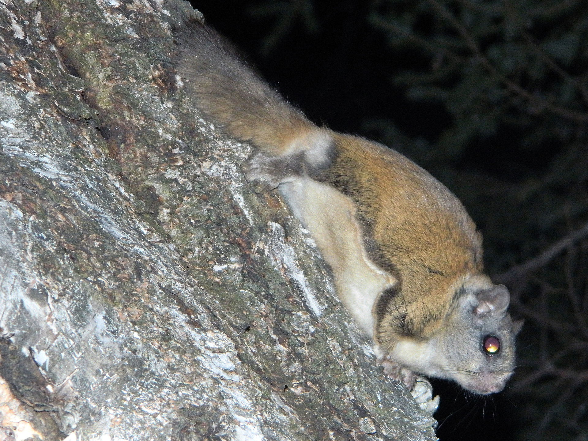 Photo of Northern Flying Squirrel (undefined) uploaded from iNa…