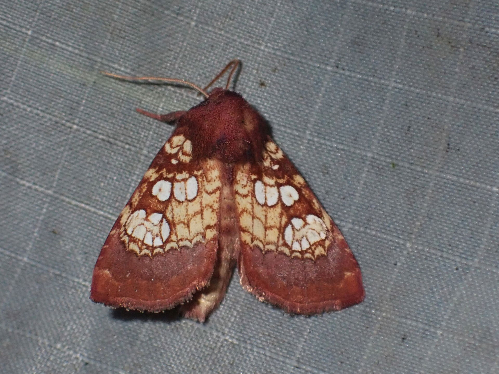 Photo of Pitcher Plant Borer Moth (undefined) uploaded from iNa…