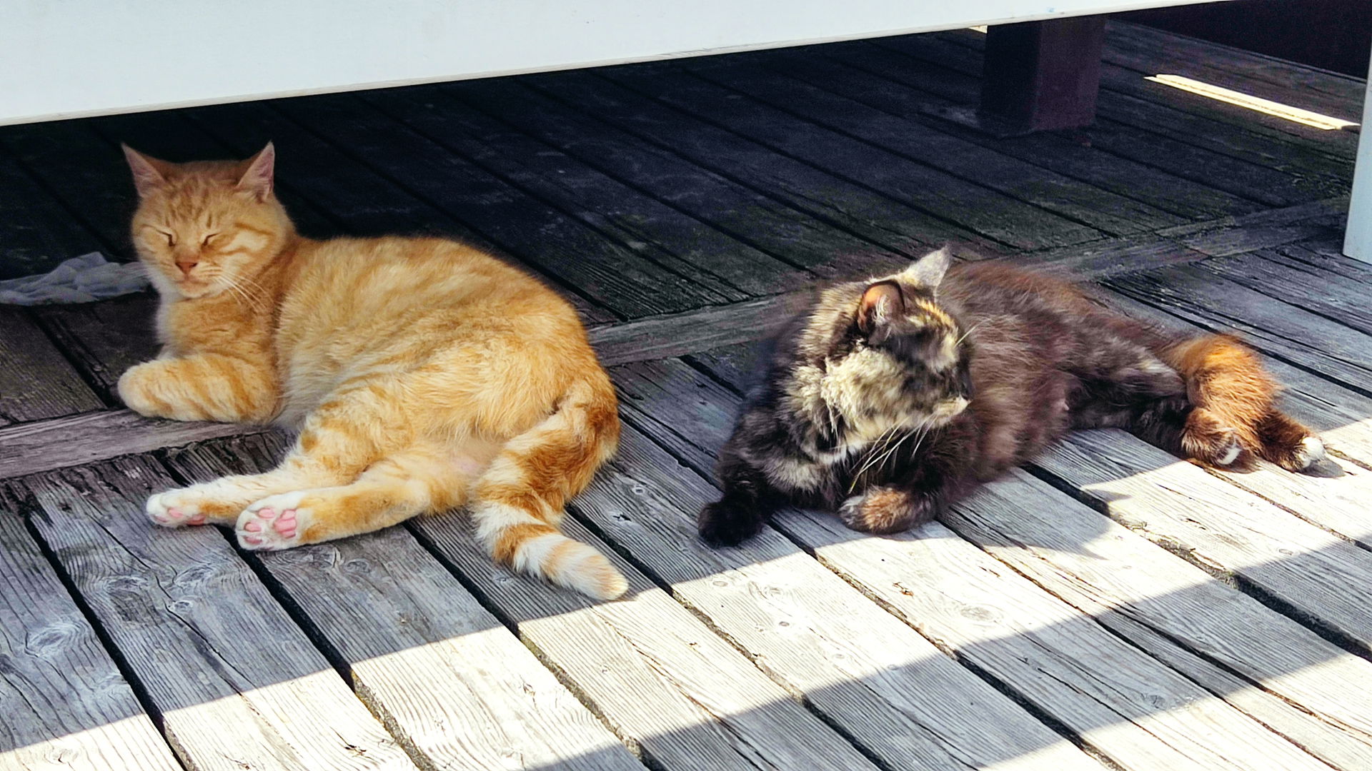 Zelenogradsk - Cats