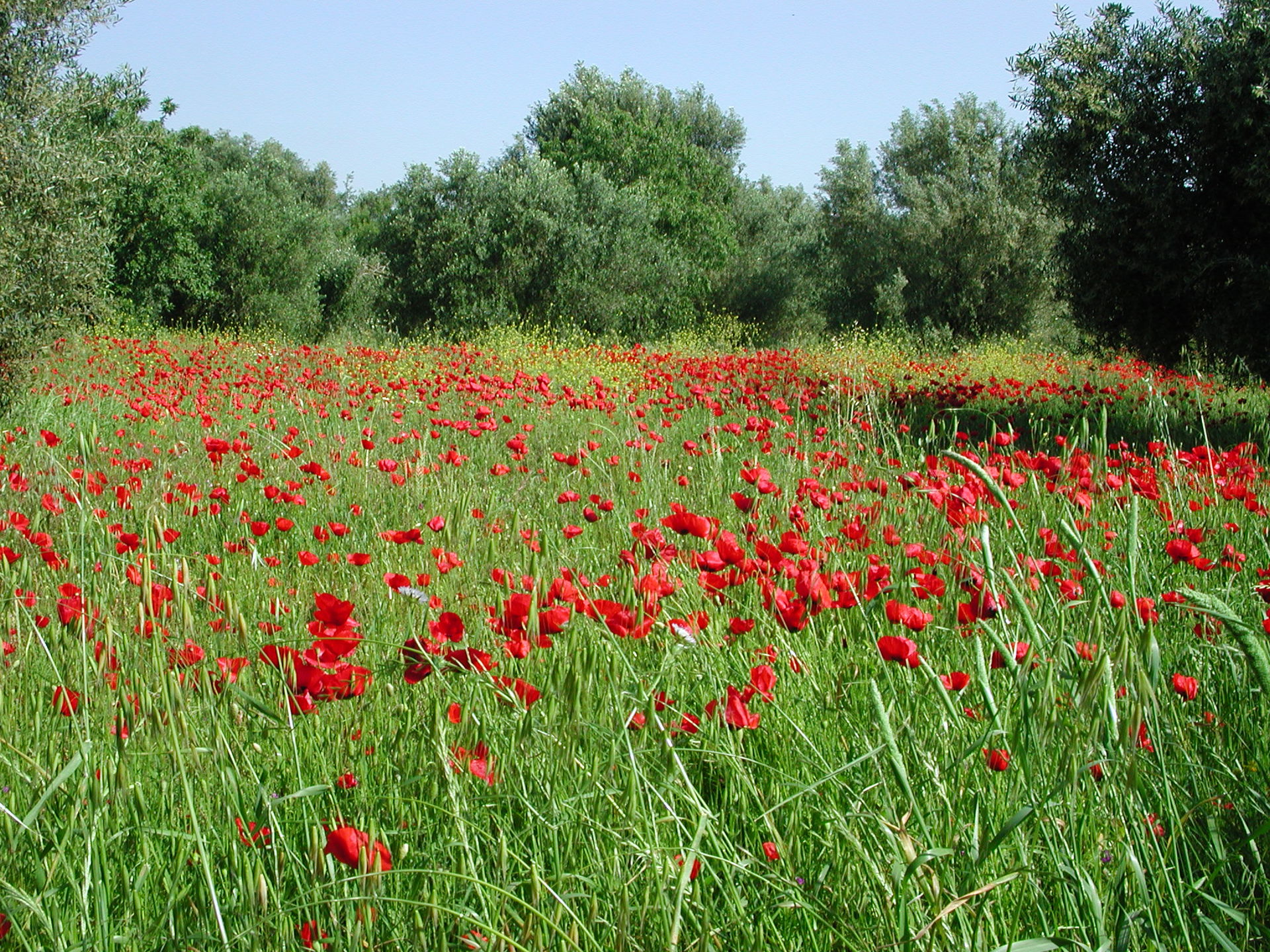 Flowering poppies (Papaver sp.) in a meadow on Kefalonia island…