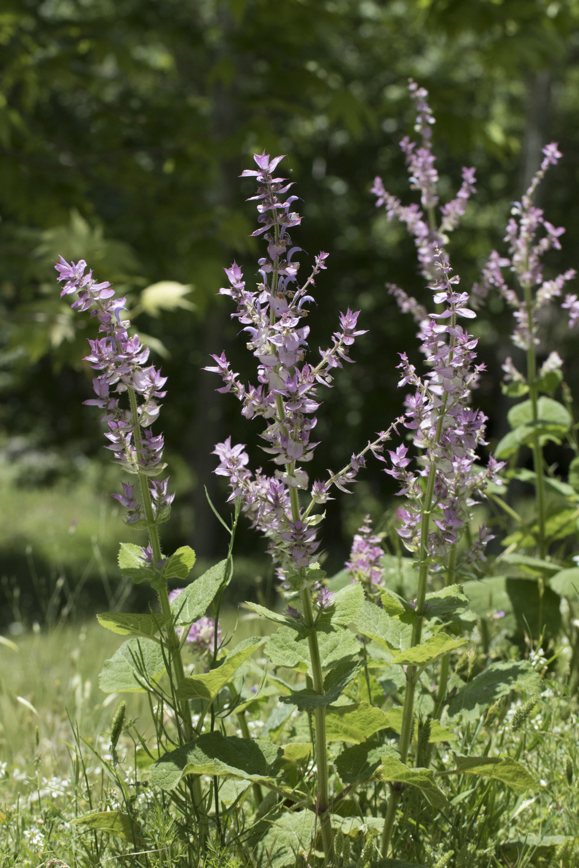 Clary sage (Salvia sclarea). Obruk Waterfall N.P., Saimbeyli - …