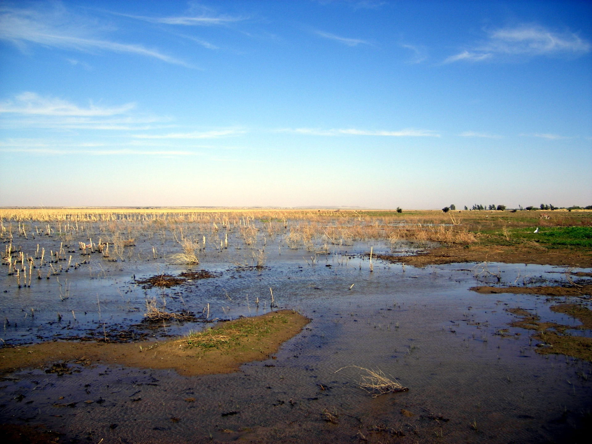 Reisanbau_Goundam.jpg