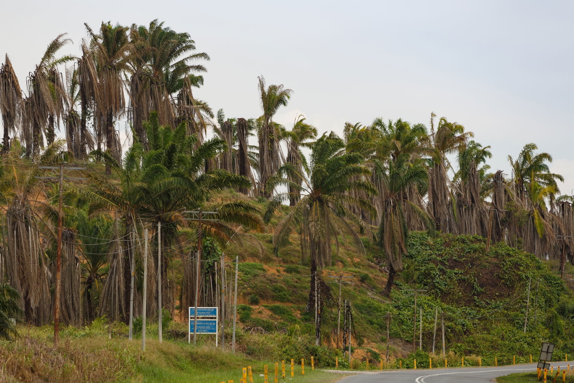 Kinabatangan, Sabah: Poisoned oil palms near Kinabatangan bridg…