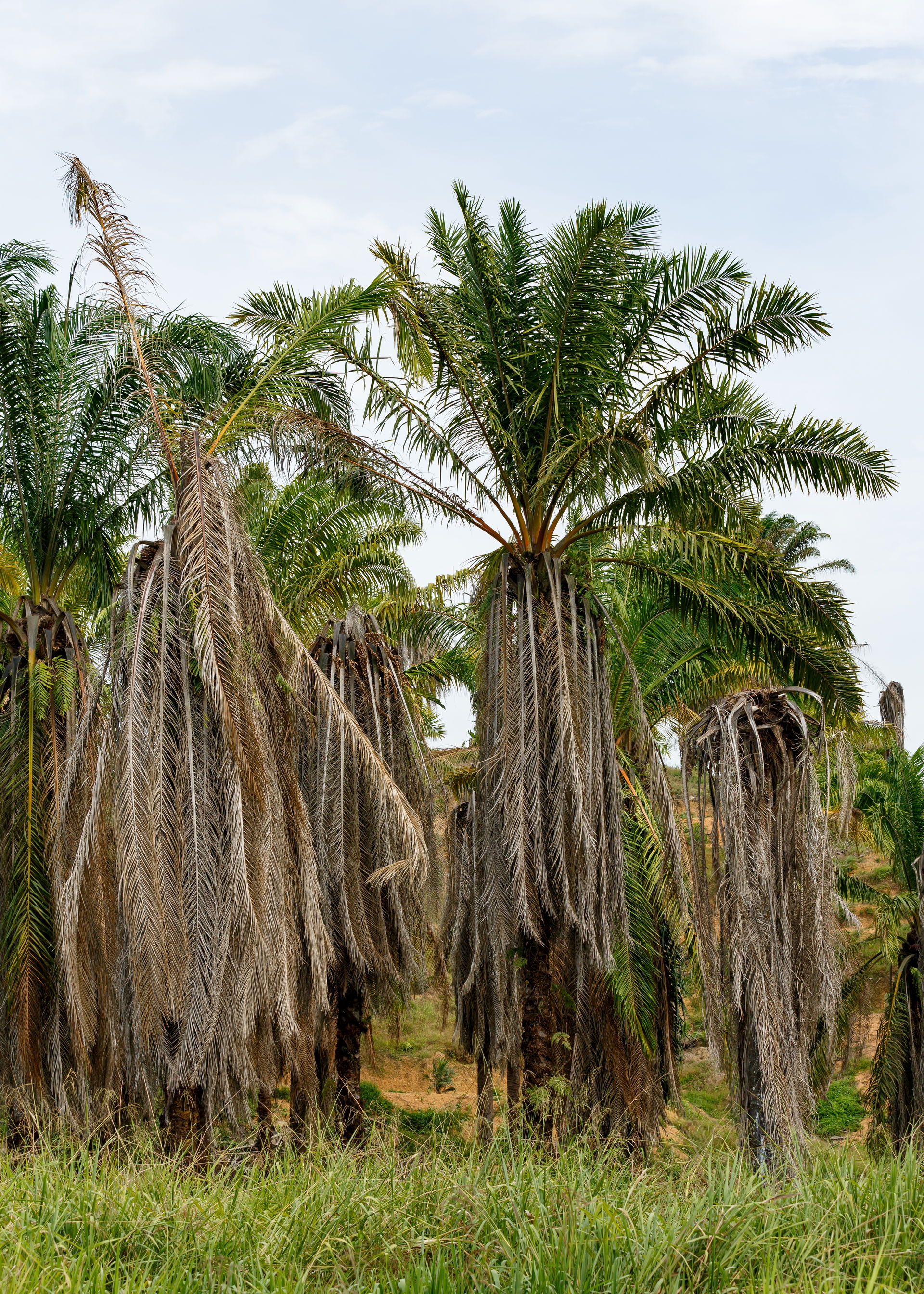 Kinabatangan, Sabah: Poisoned oilpalm near Kinabatangan bridge …