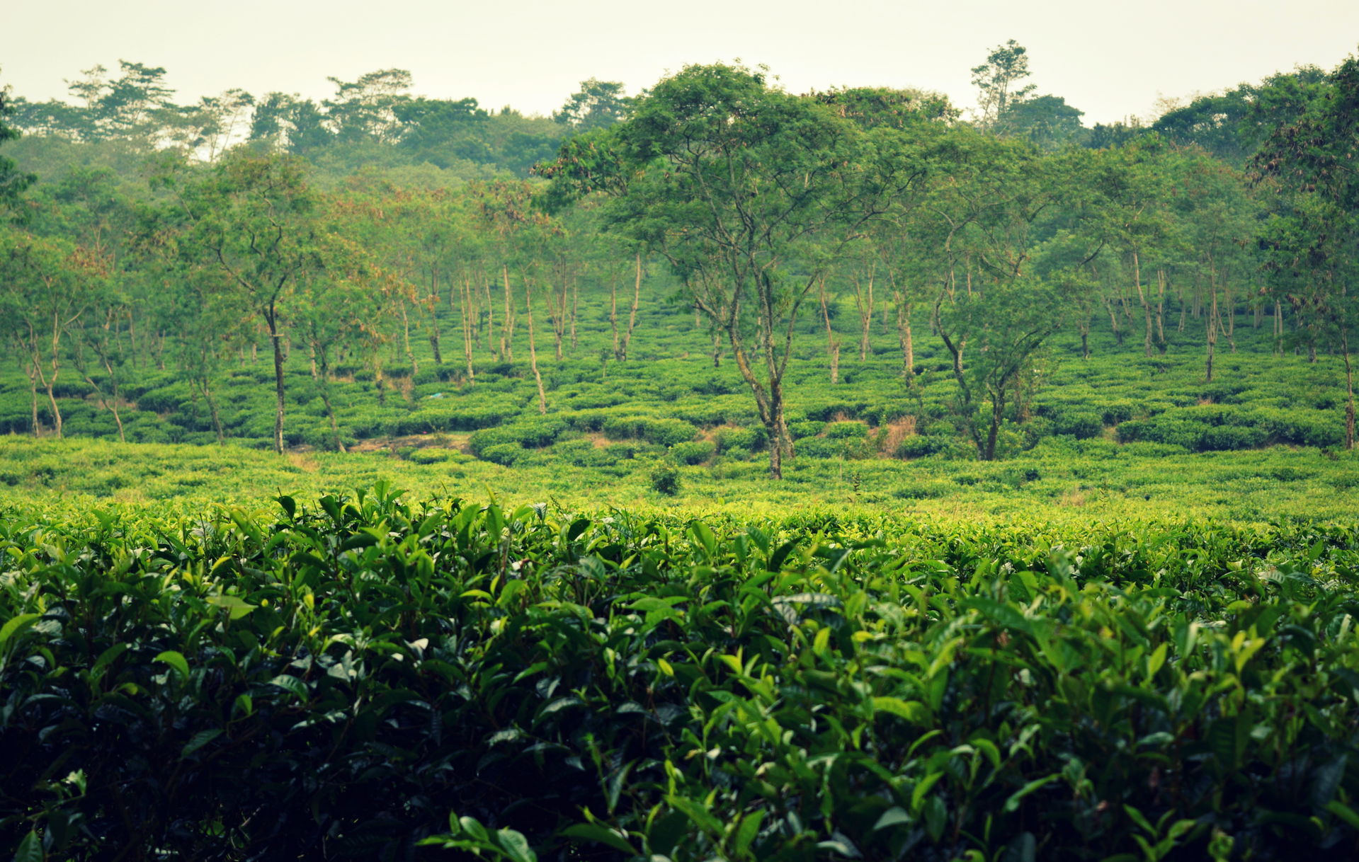 Fields at the plantation