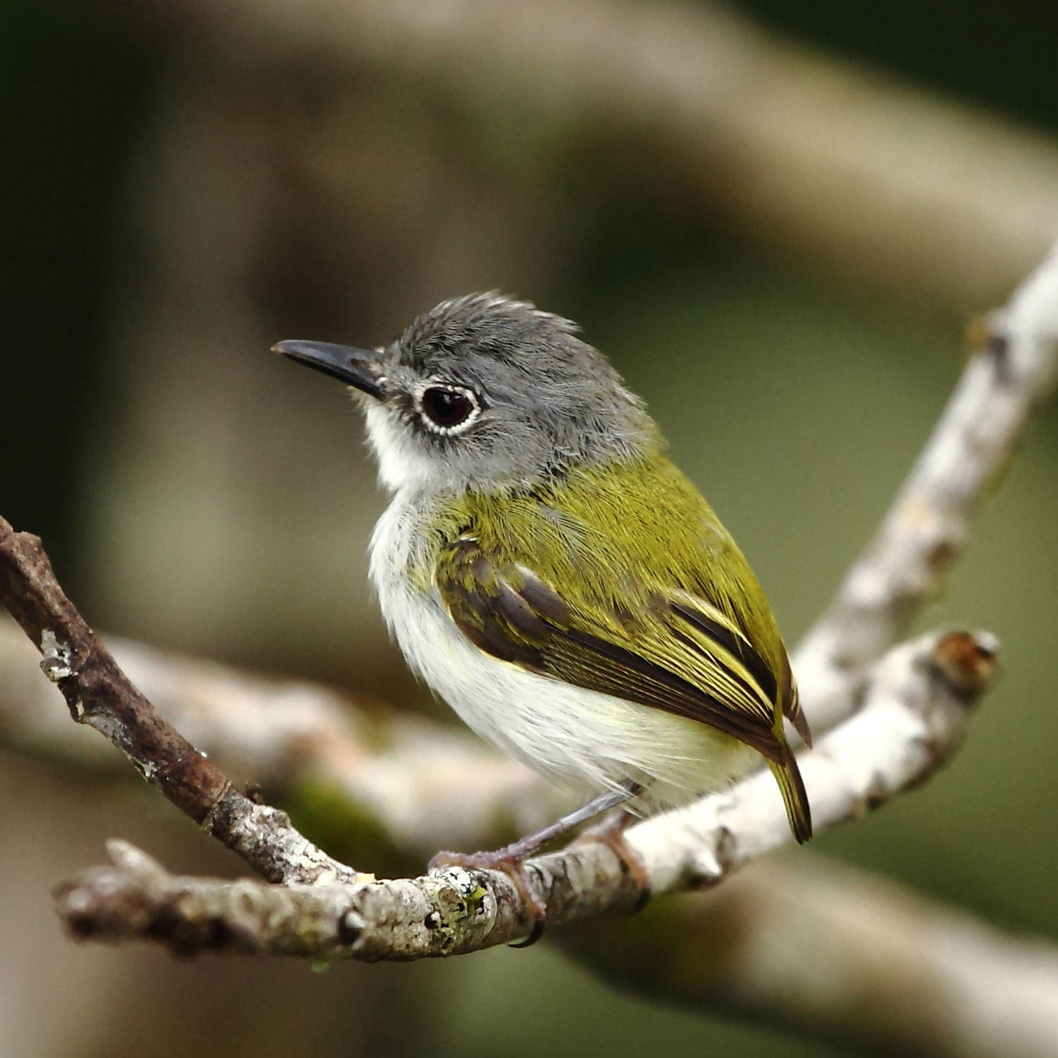 Short -tailed pigmy tyrant at Manaus - Amazonas - Brazil
