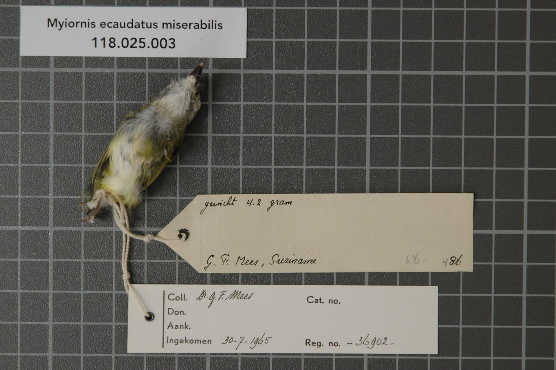 Myiornis ecaudatus miserabilis (Chubb, 1919)