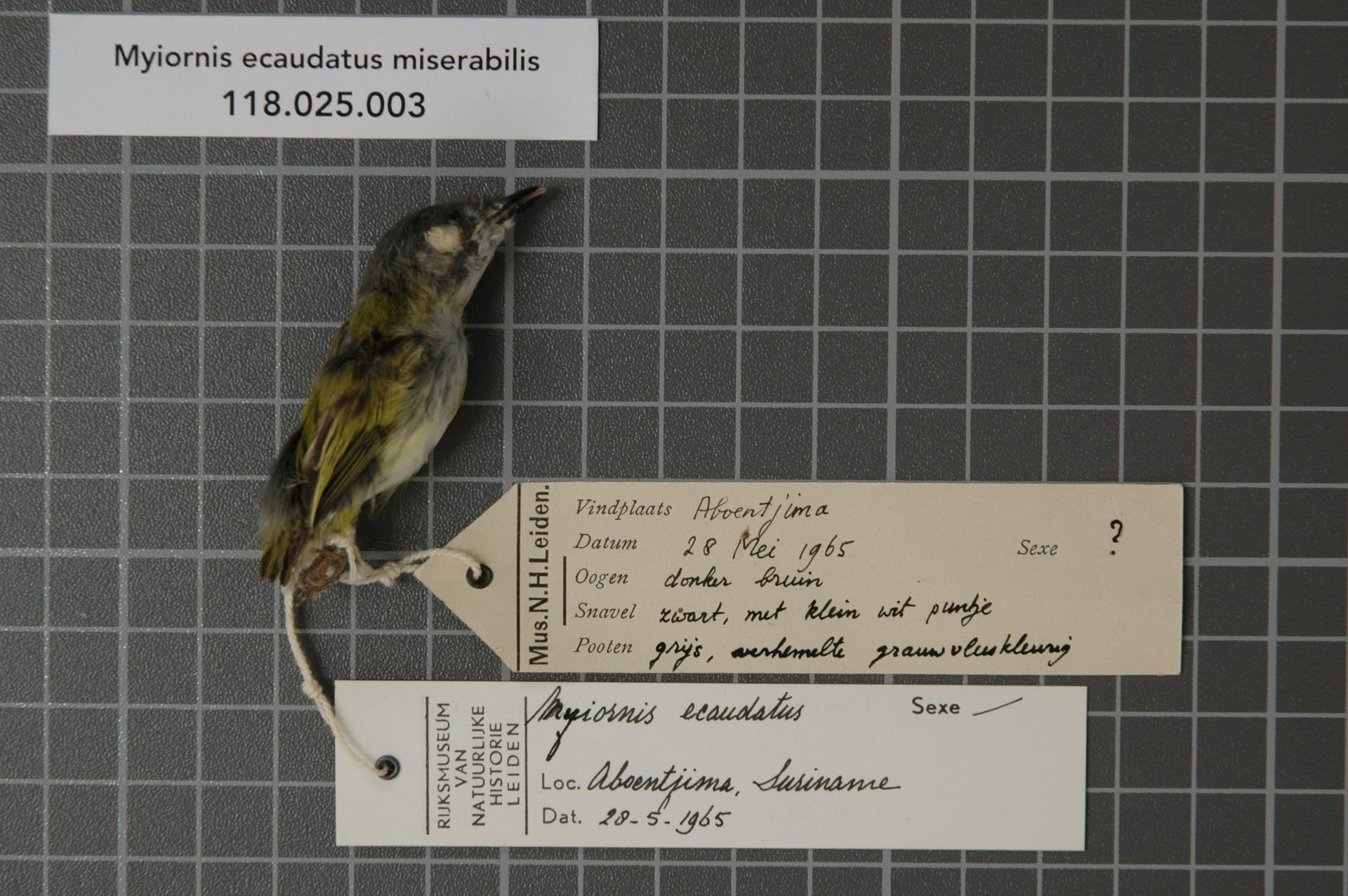 Myiornis ecaudatus miserabilis (Chubb, 1919)