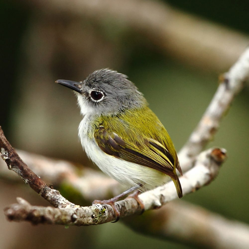 Short-tailed Pigmy-Tyrant at Manaus - Amazonas - Brazil
