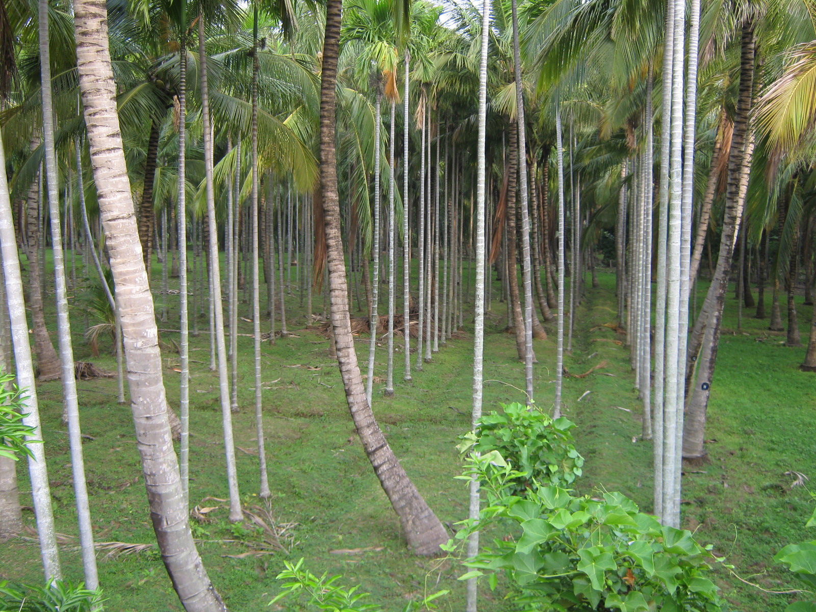 Nagercoil, Tamil Nadu, India.