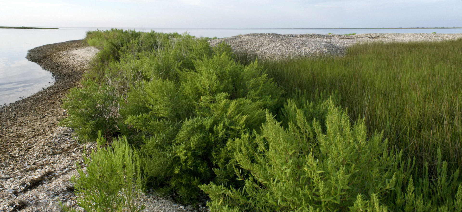 Ancient shell middens at Grand Bay National Wildlife Refuge are…