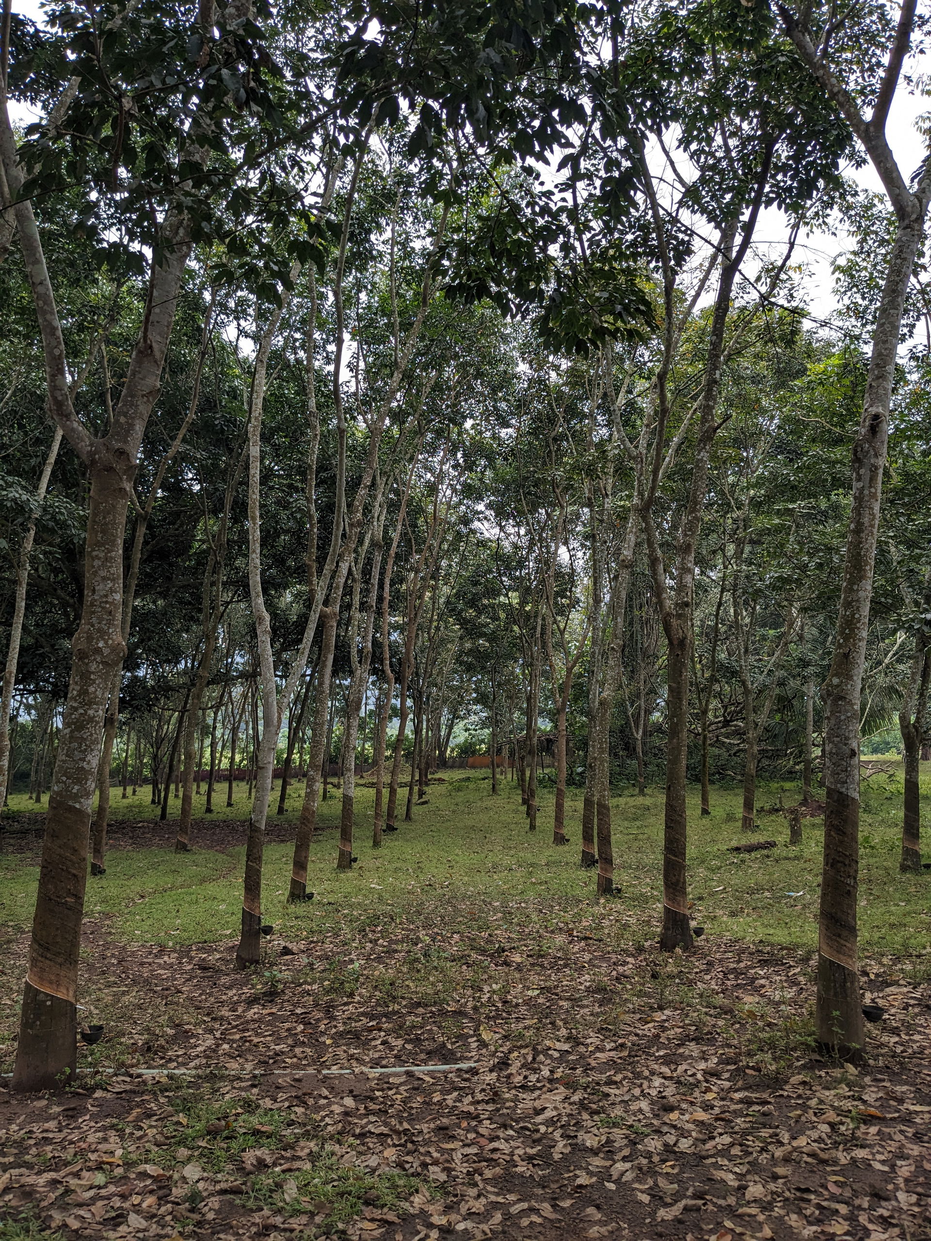 Rubber plantation in Bhimavaram