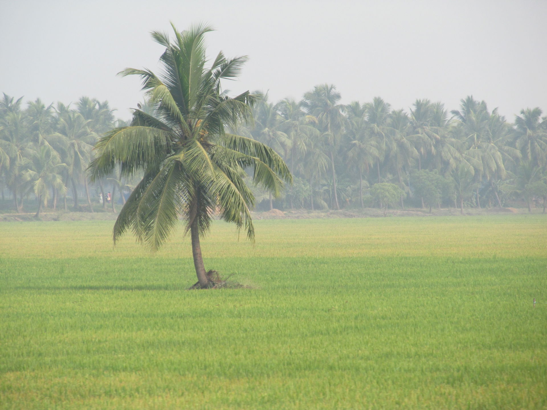 Paddy fields near Bhimavaram, Andhra Pradesh.