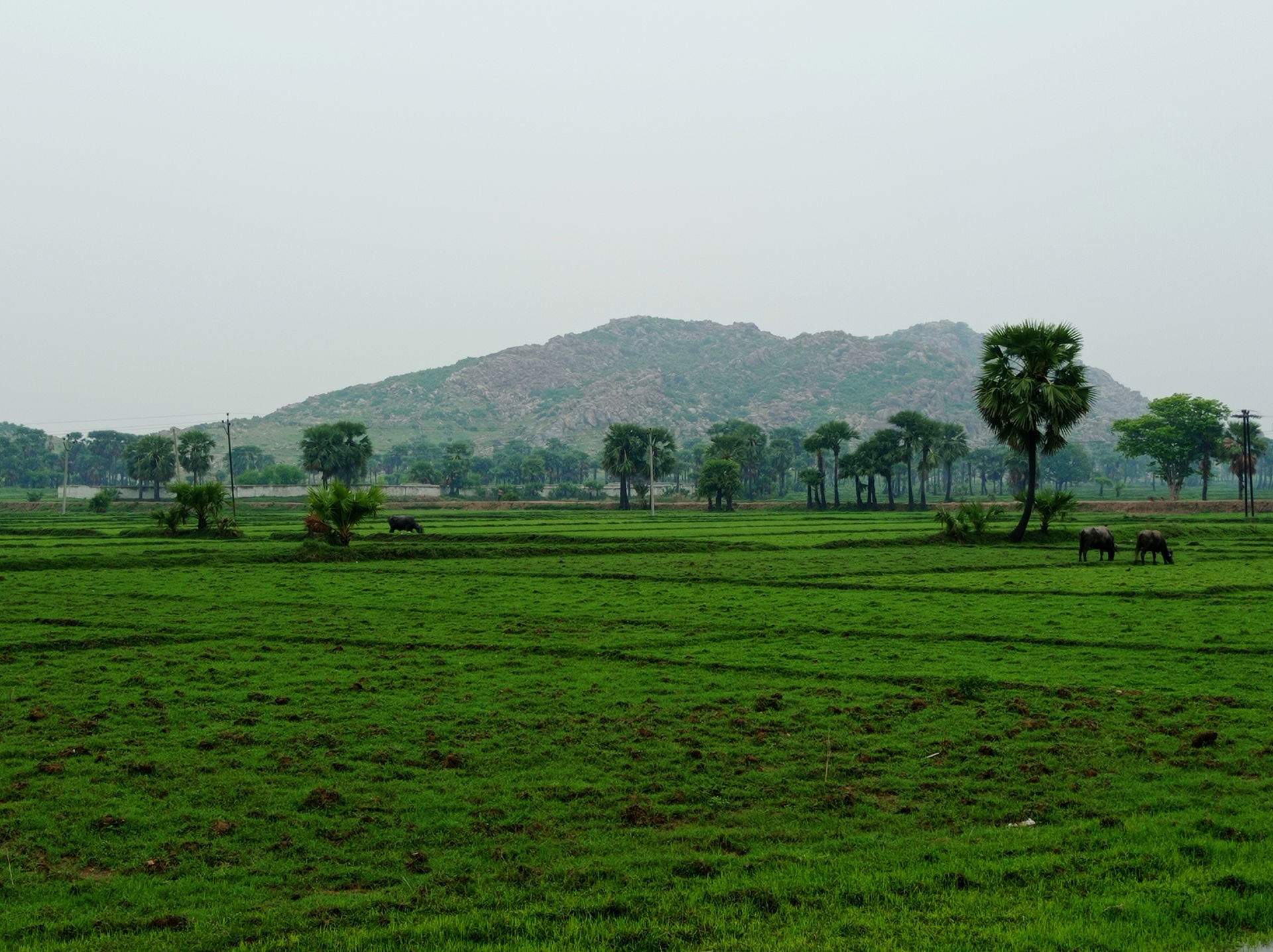 Scene from area surrounding Barabar hills. These hills are loca…