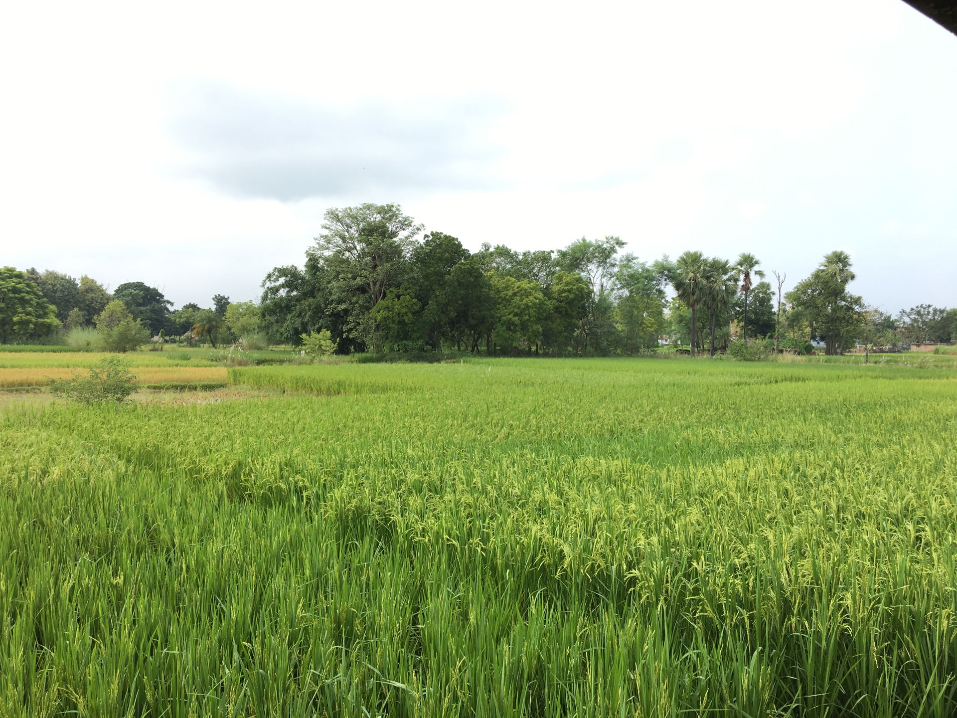 Paddy field Siwan