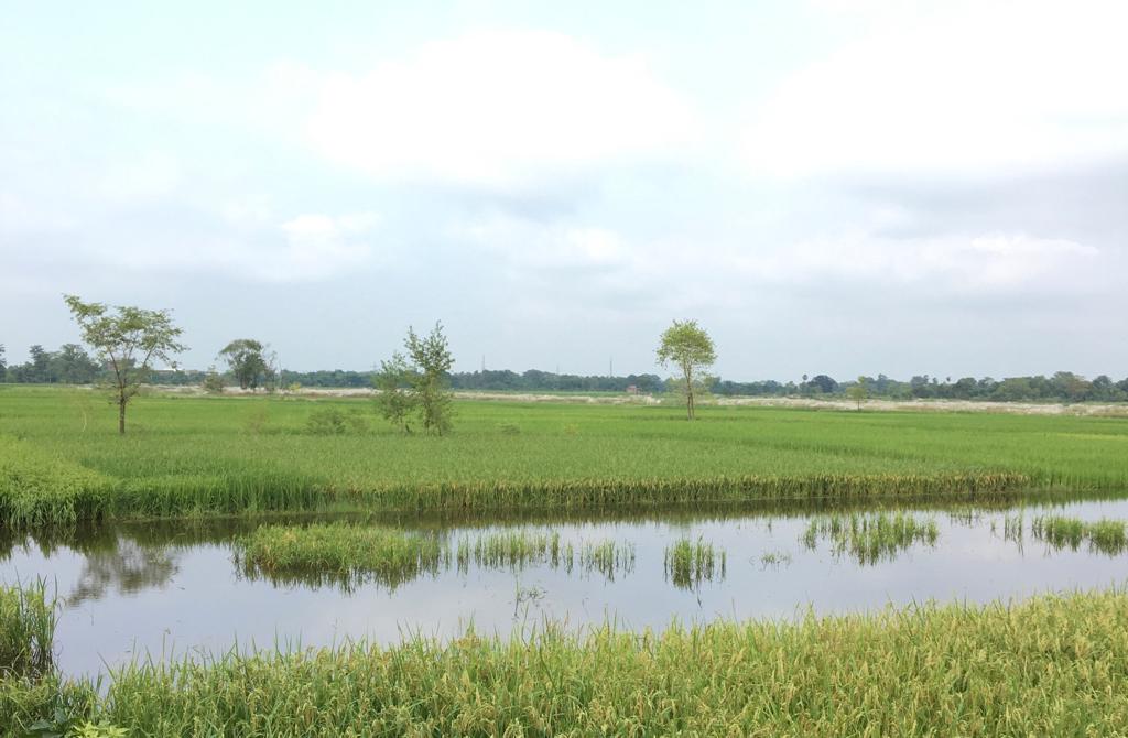 Rice field