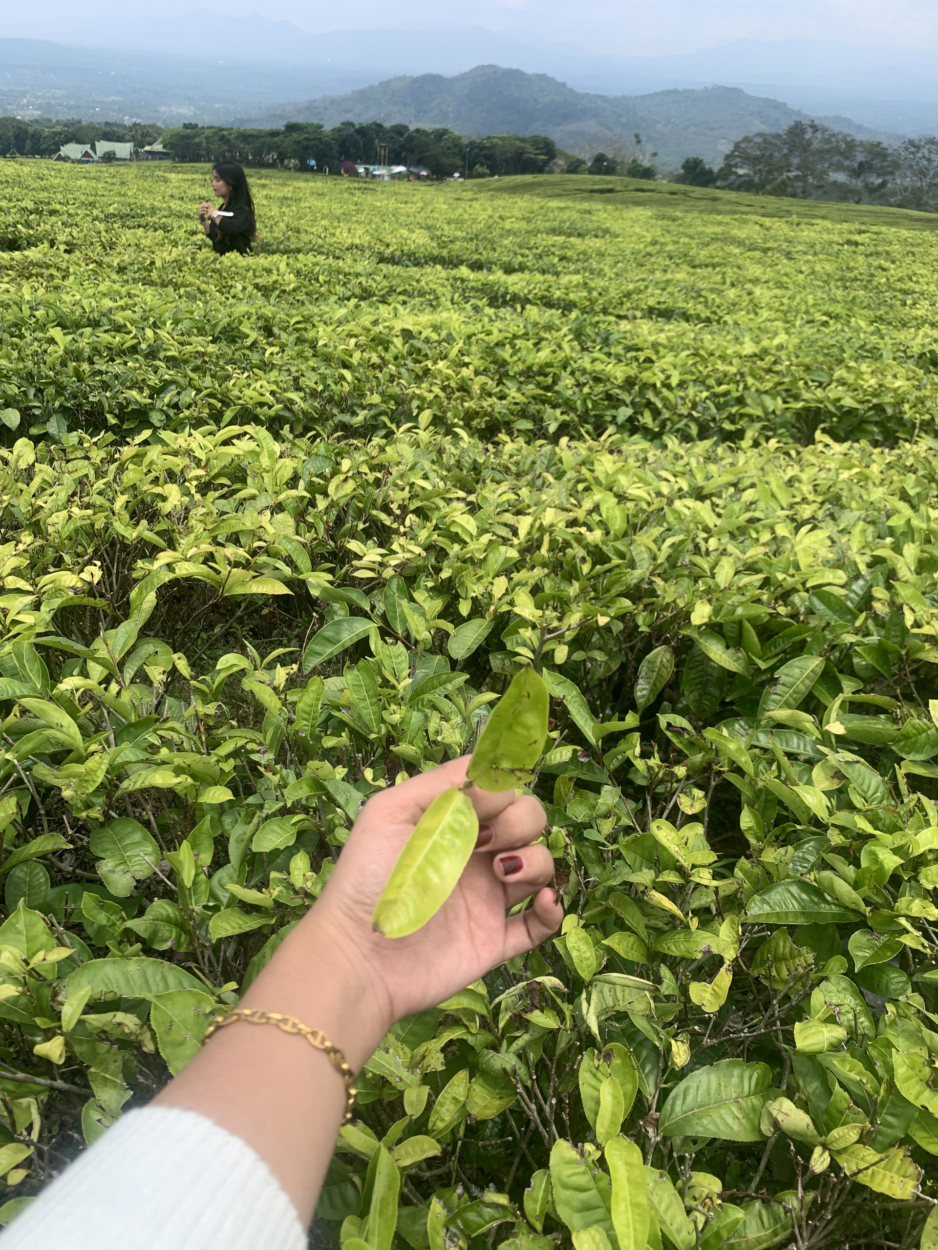 Pagar Alam