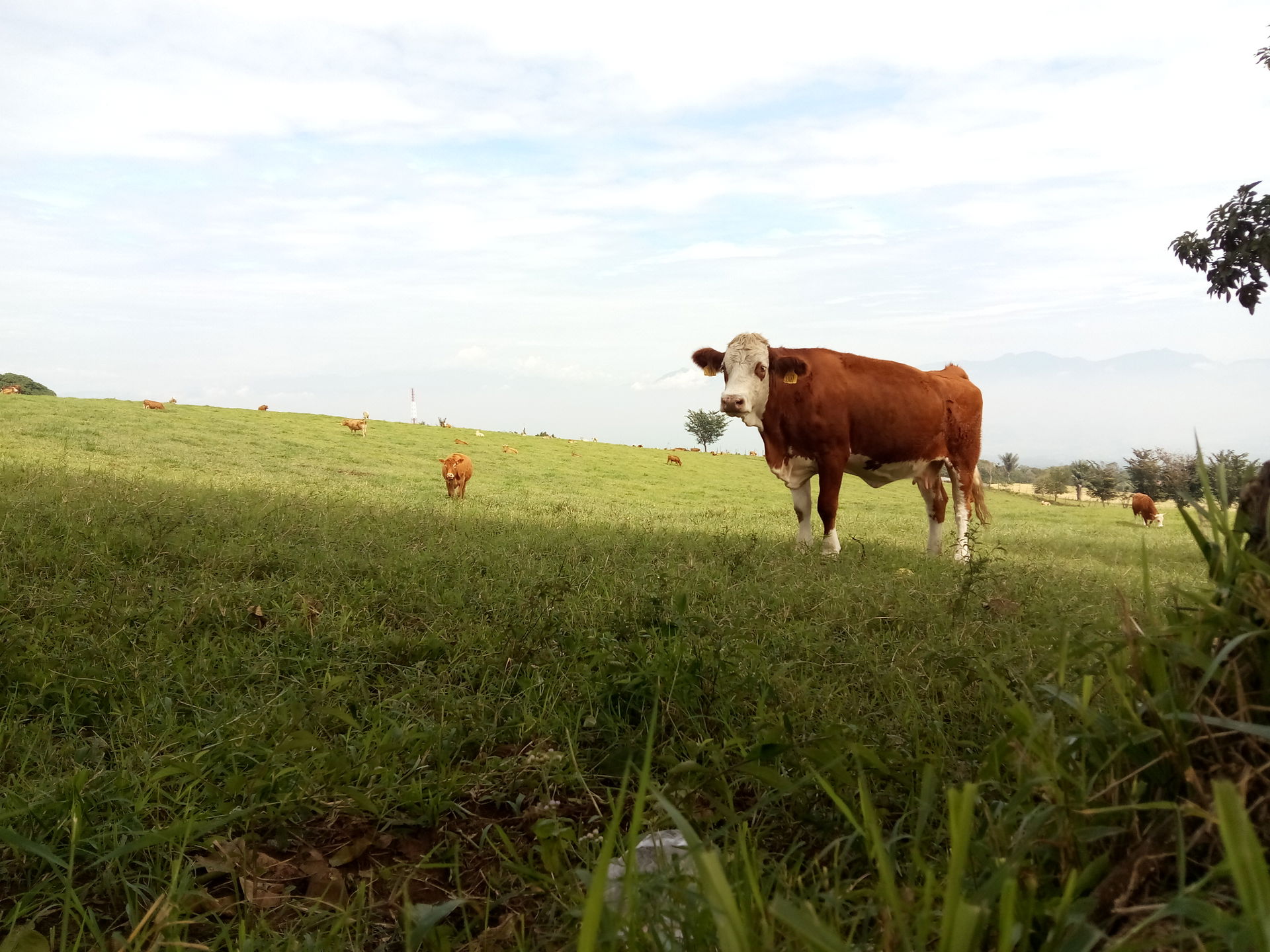 this photo is showing a cow is grazing with the background of P…