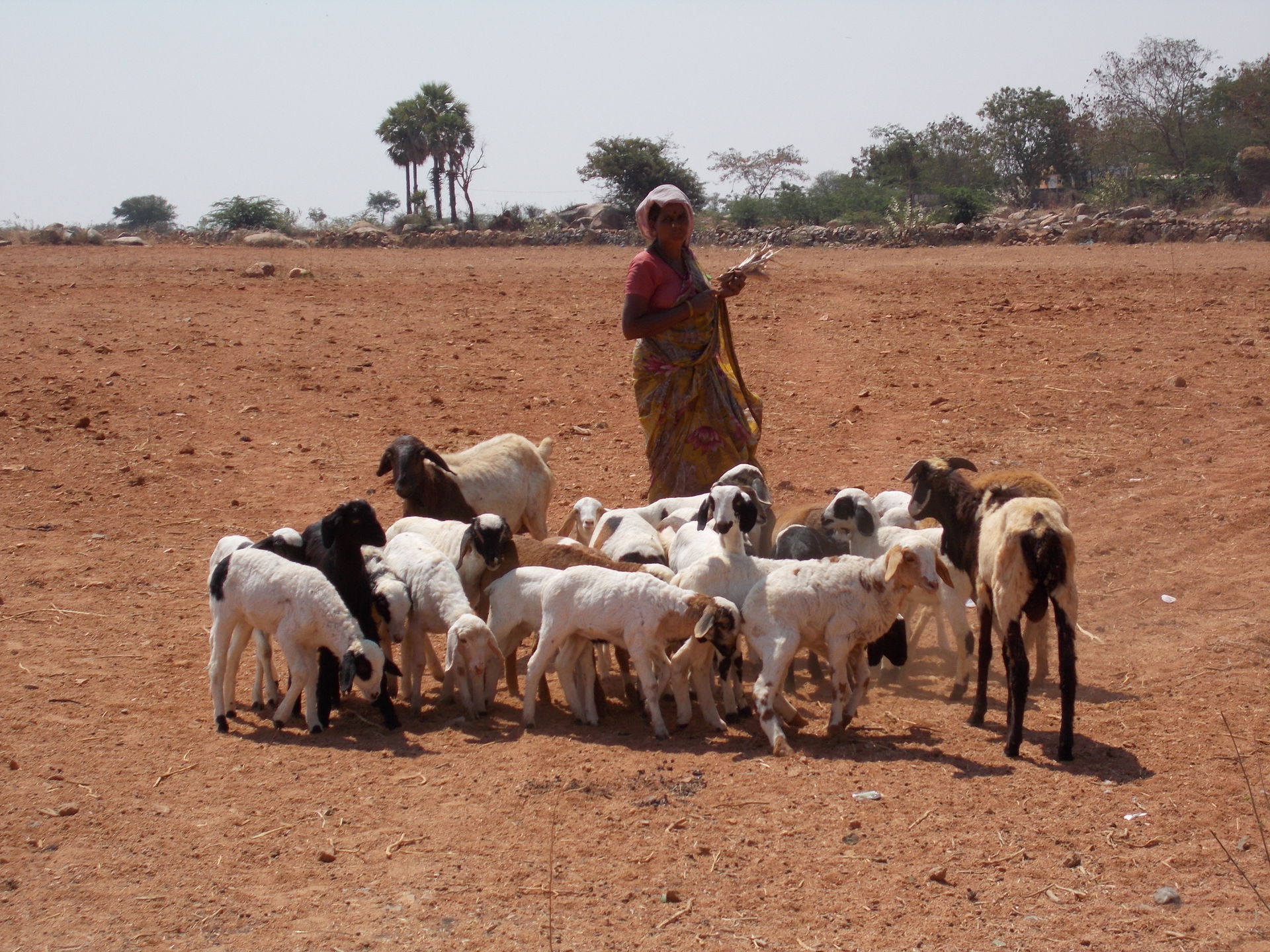 GOATS GOTLURU DHARMAVARAM AP