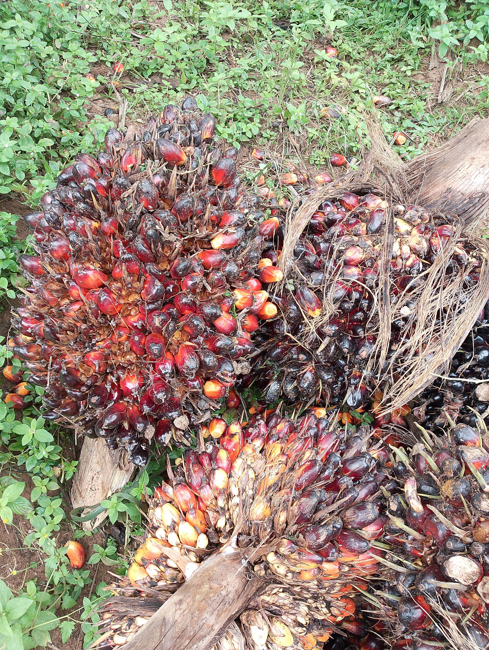 Oil palm growing is one of the major economic activities carrie…