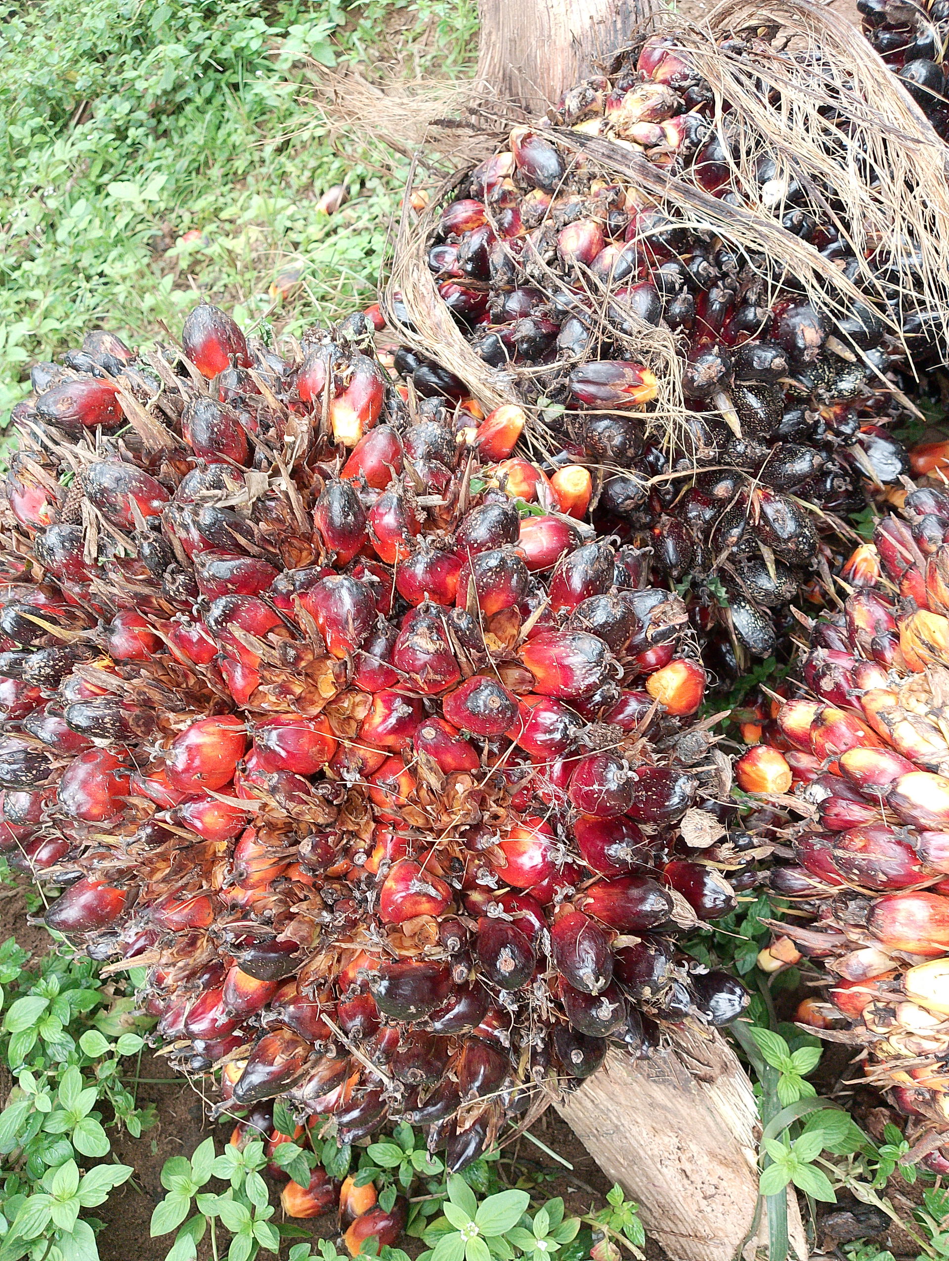 Oil palm growing is one of the major economic activities carrie…