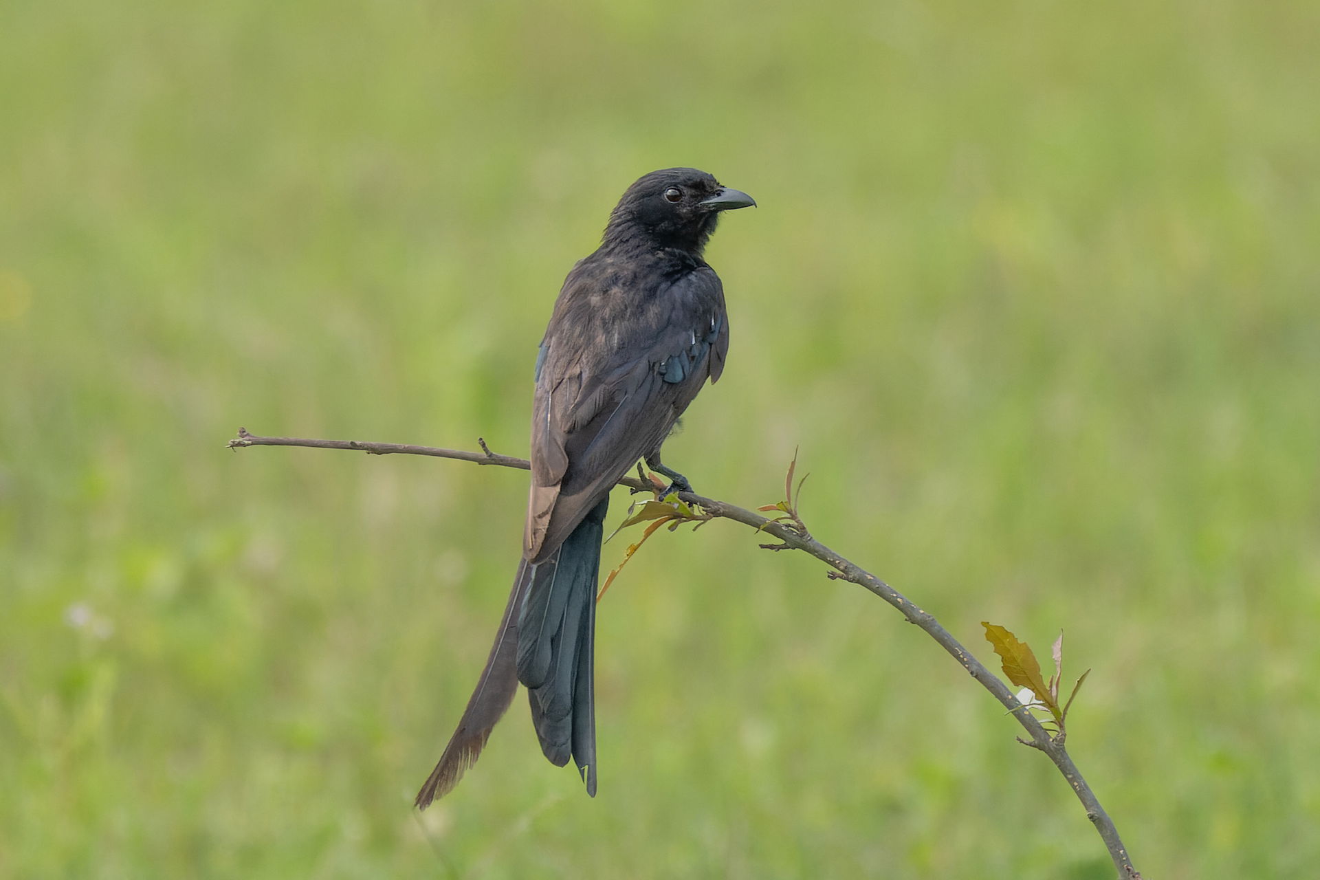 Black Drongo (Dicrurus macrocercus, Dicruridae, Passeriformes) …