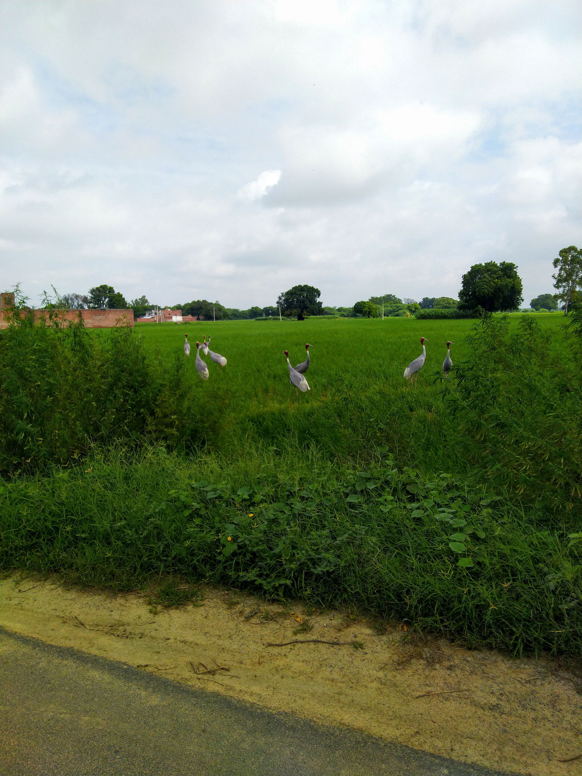 A Flock of Sarus Crane in Kishni (Mainpuri District) Uttar Prad…
