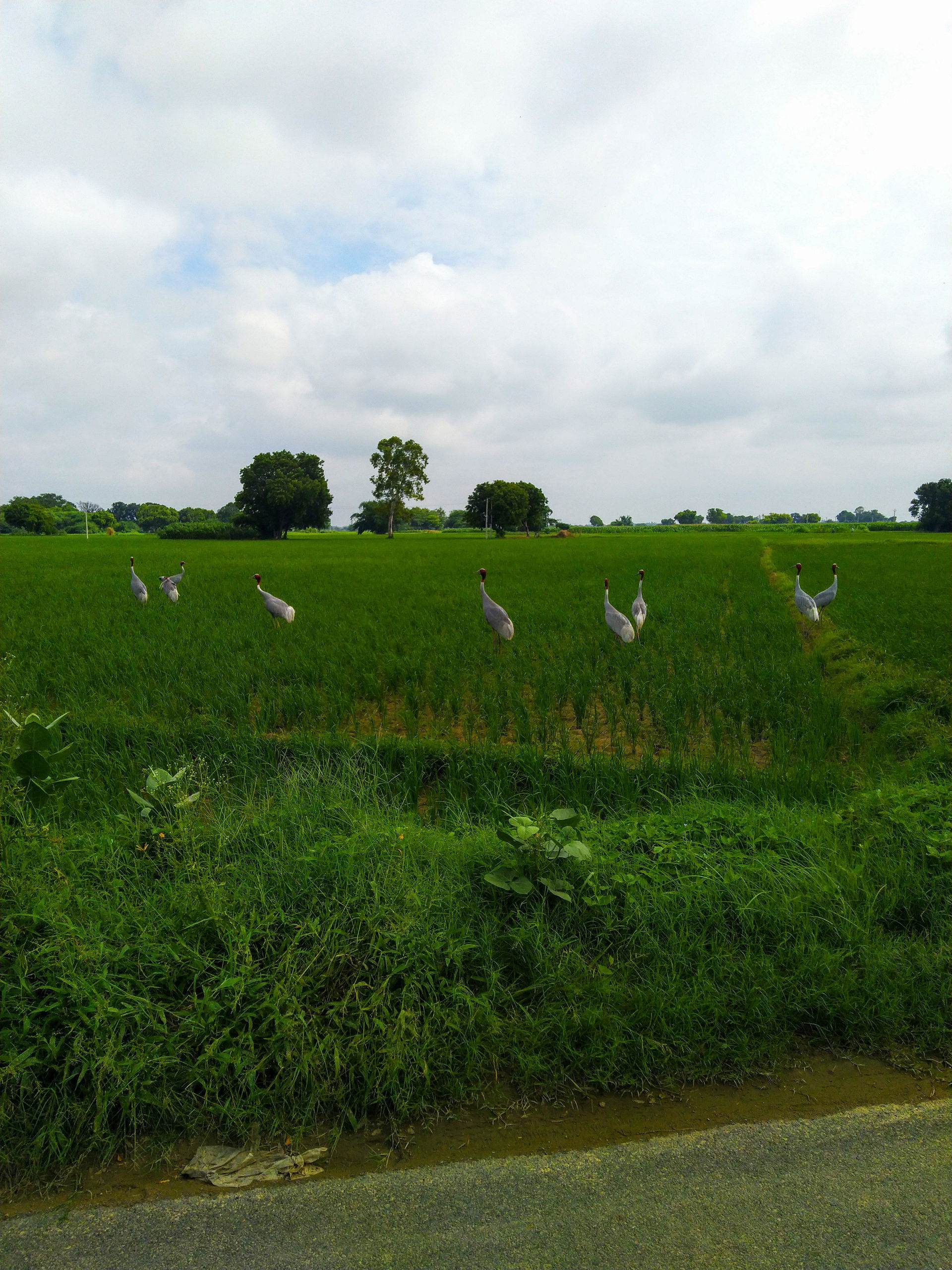 Sarus Crane in Kishni( Mainpuri District) Uttar Pradesh