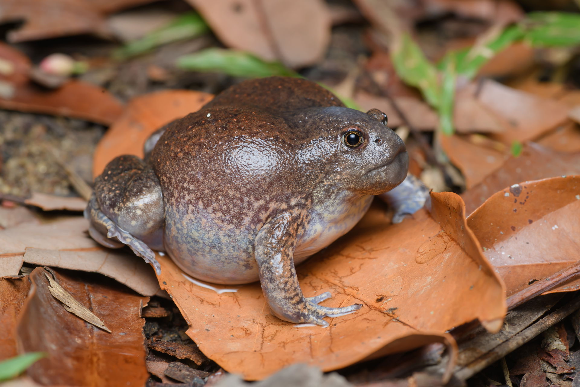 Blunt-headed burrowing frog - Mueang Loei District, Loei Provin…