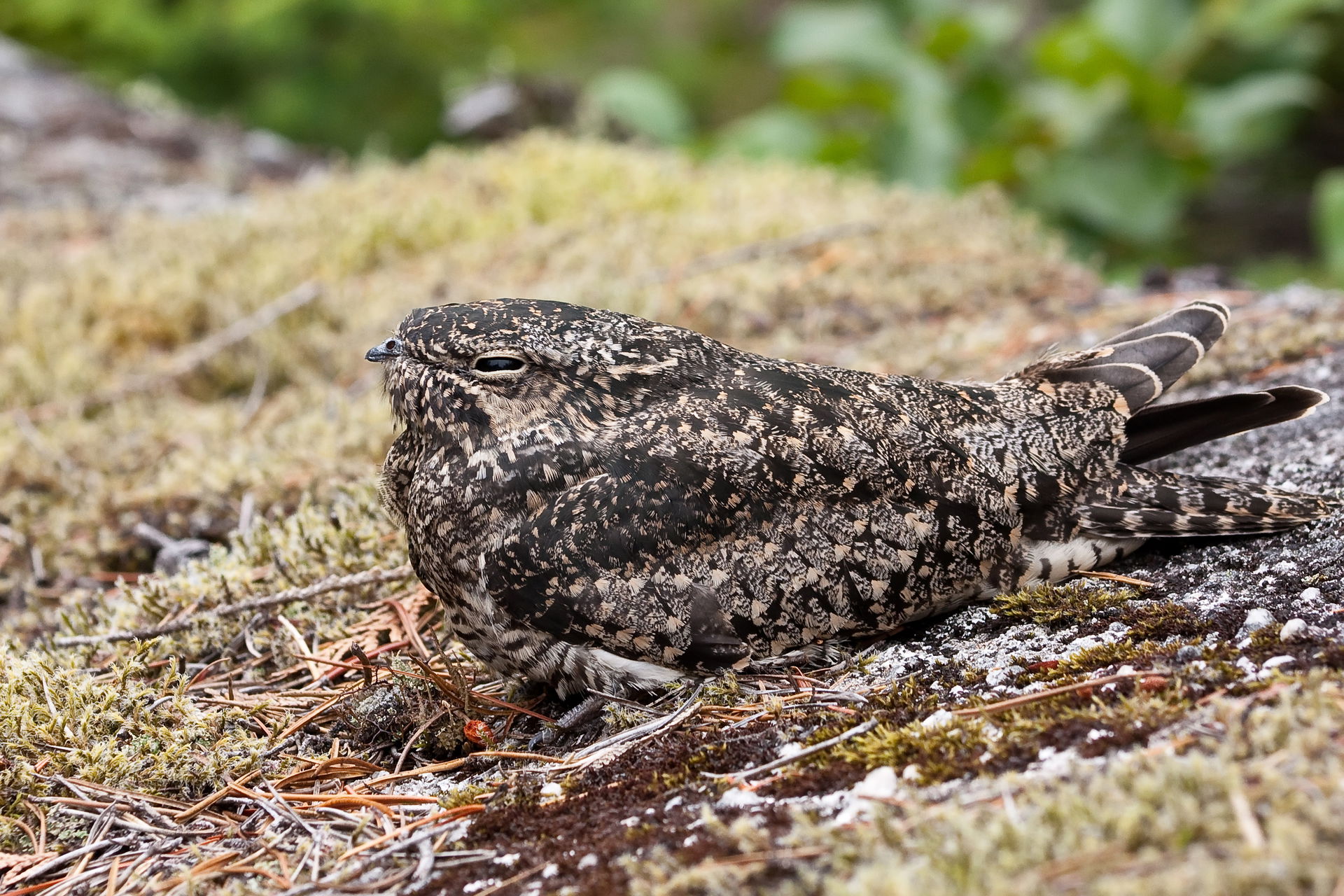 Common Nighthawk at Petgill Lake in Squamish, British Columbia,…