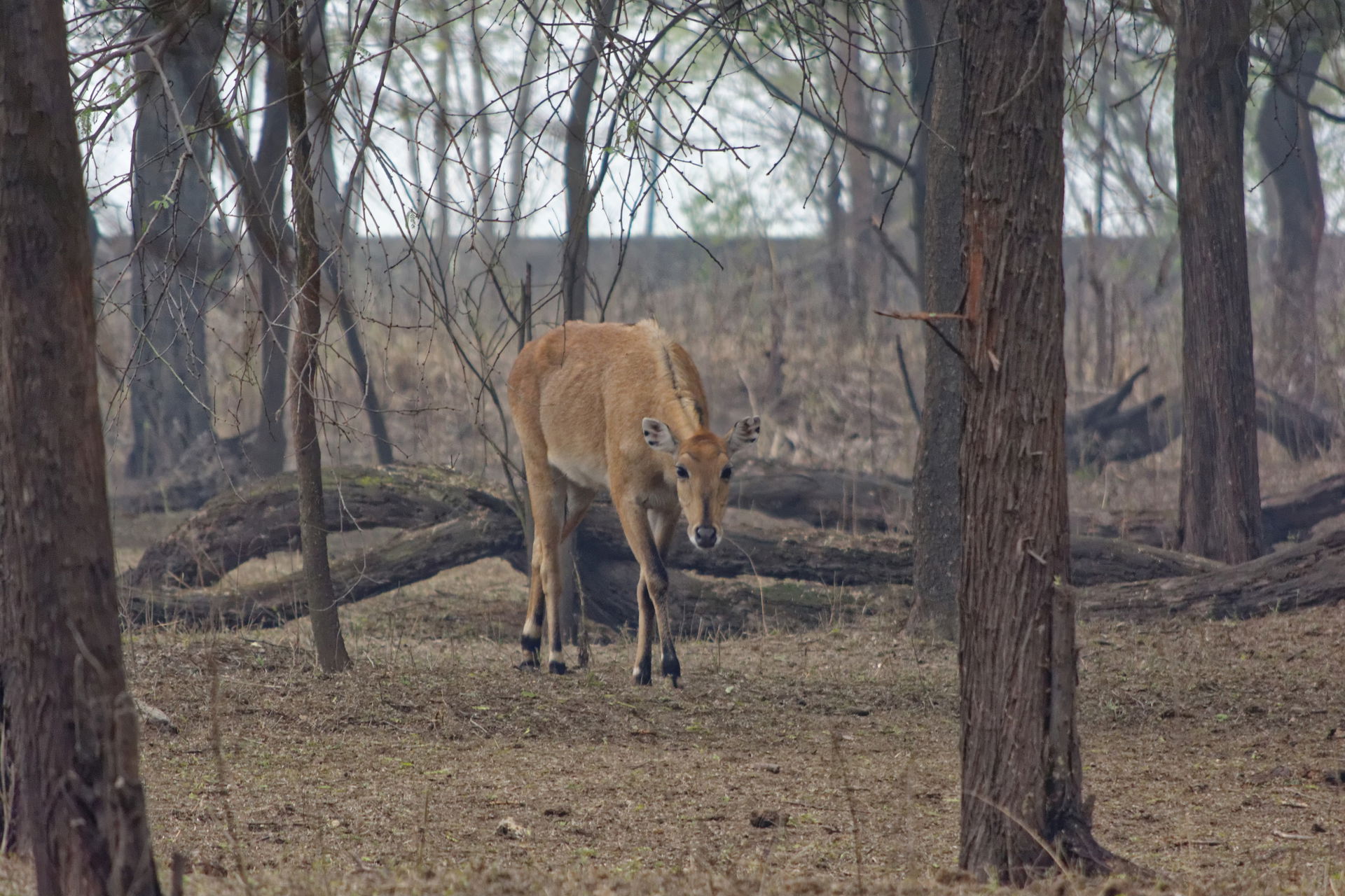 Nilgai, Sultanpur National Park