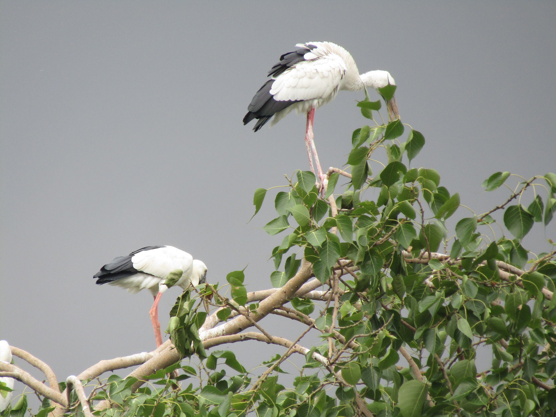 Asian openbill, traveling through Giridih, Jharkhand, India