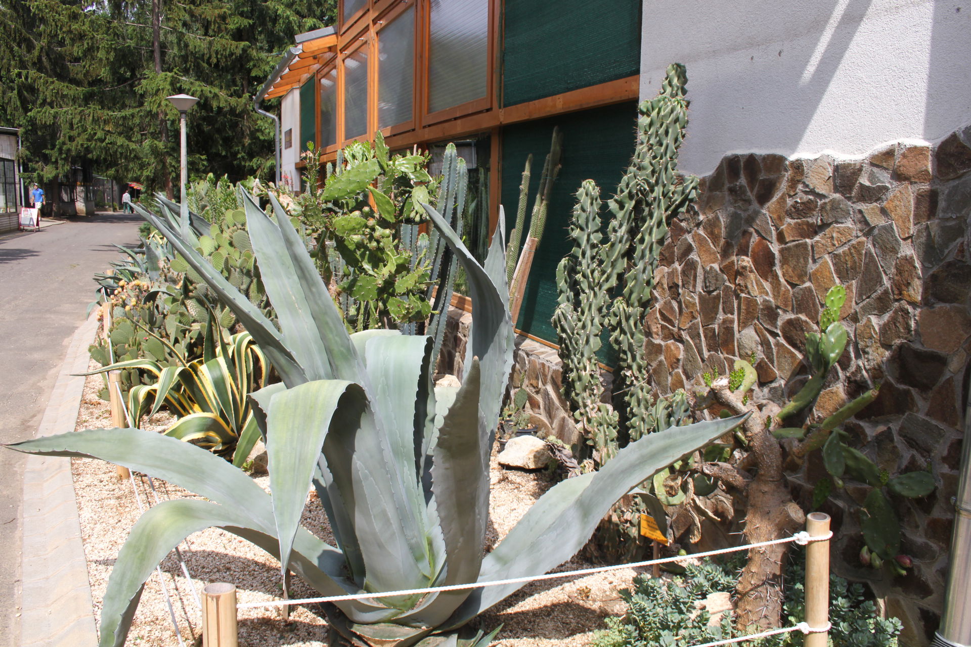 Nyíregyháza Zoo, succulentslabel QS:Len,"Nyíregyháza Zoo, succu…