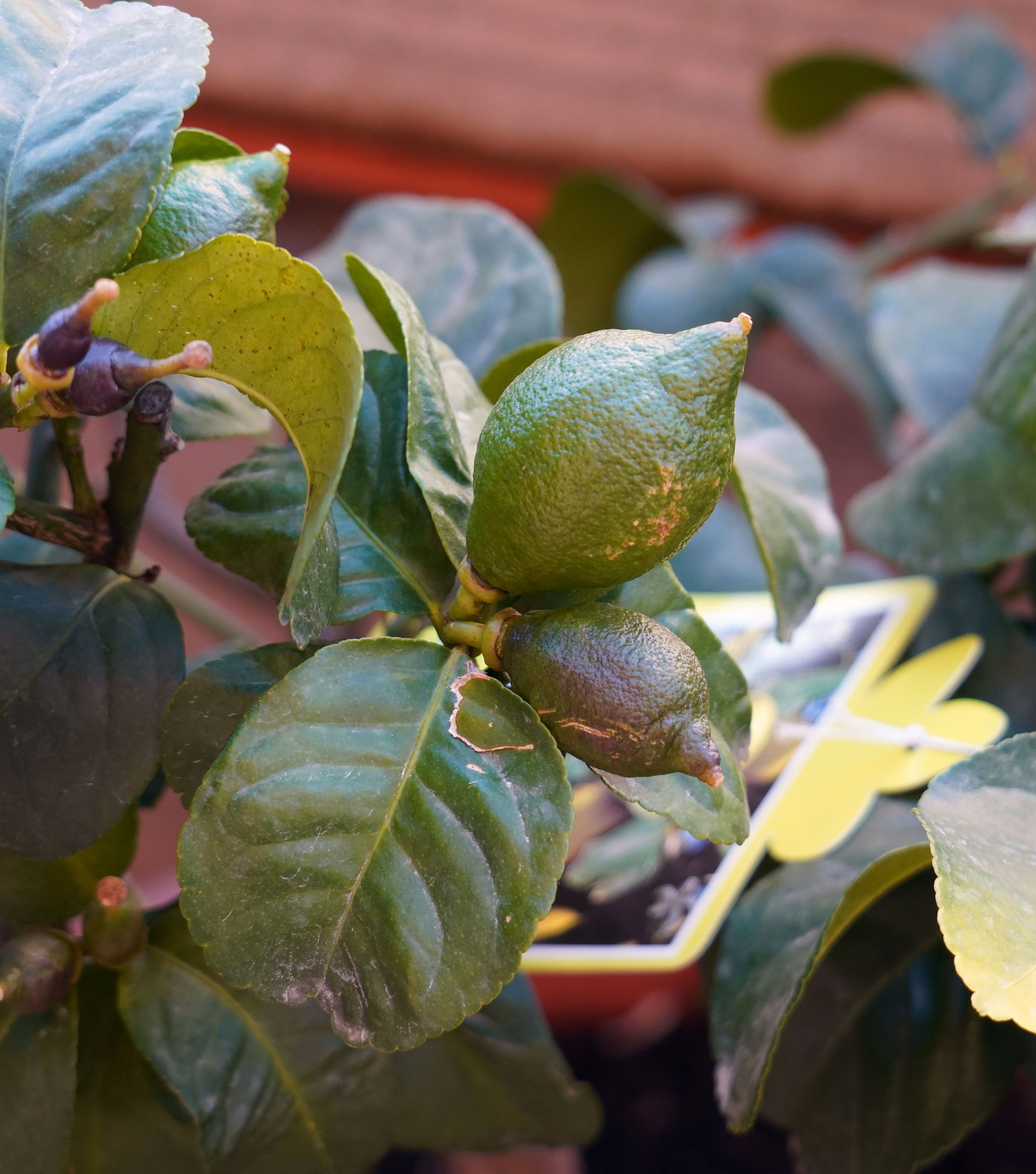 Citrus limon