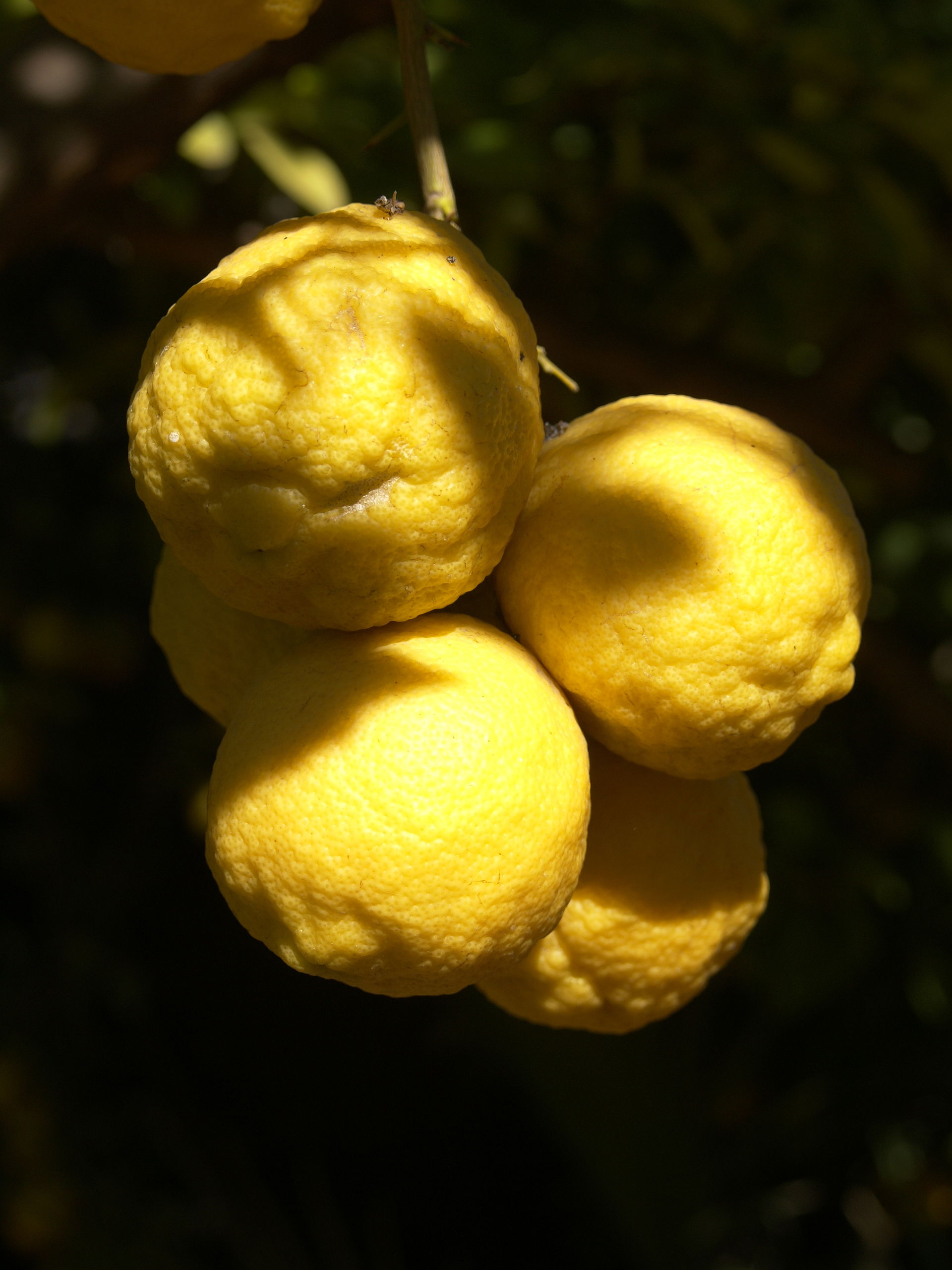 Lemons (Citrus x limon) at Outjo, Namibia.