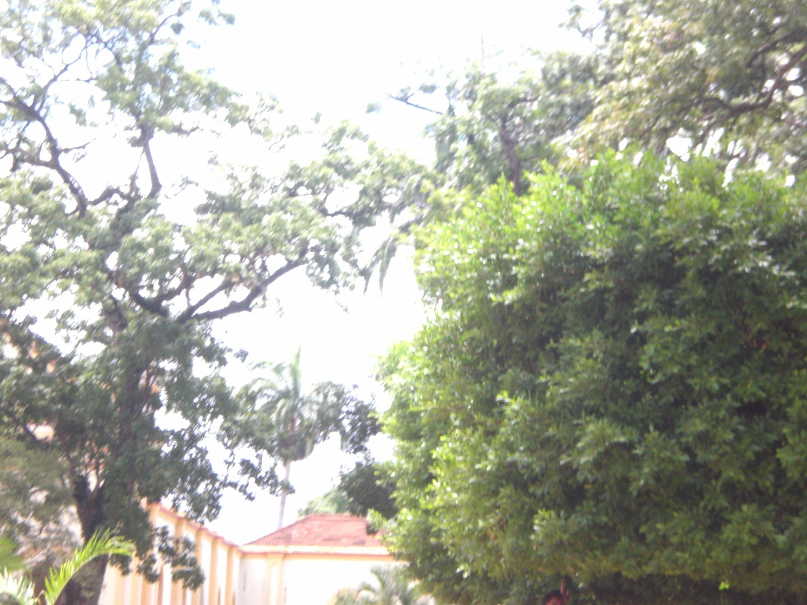 Tinaquillo - Cojedes