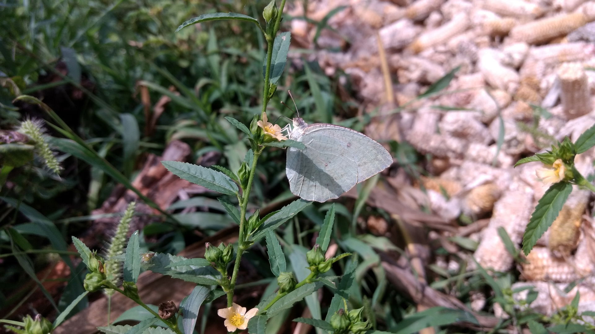 Butter fly at Padmavathipura,Ranebennur.