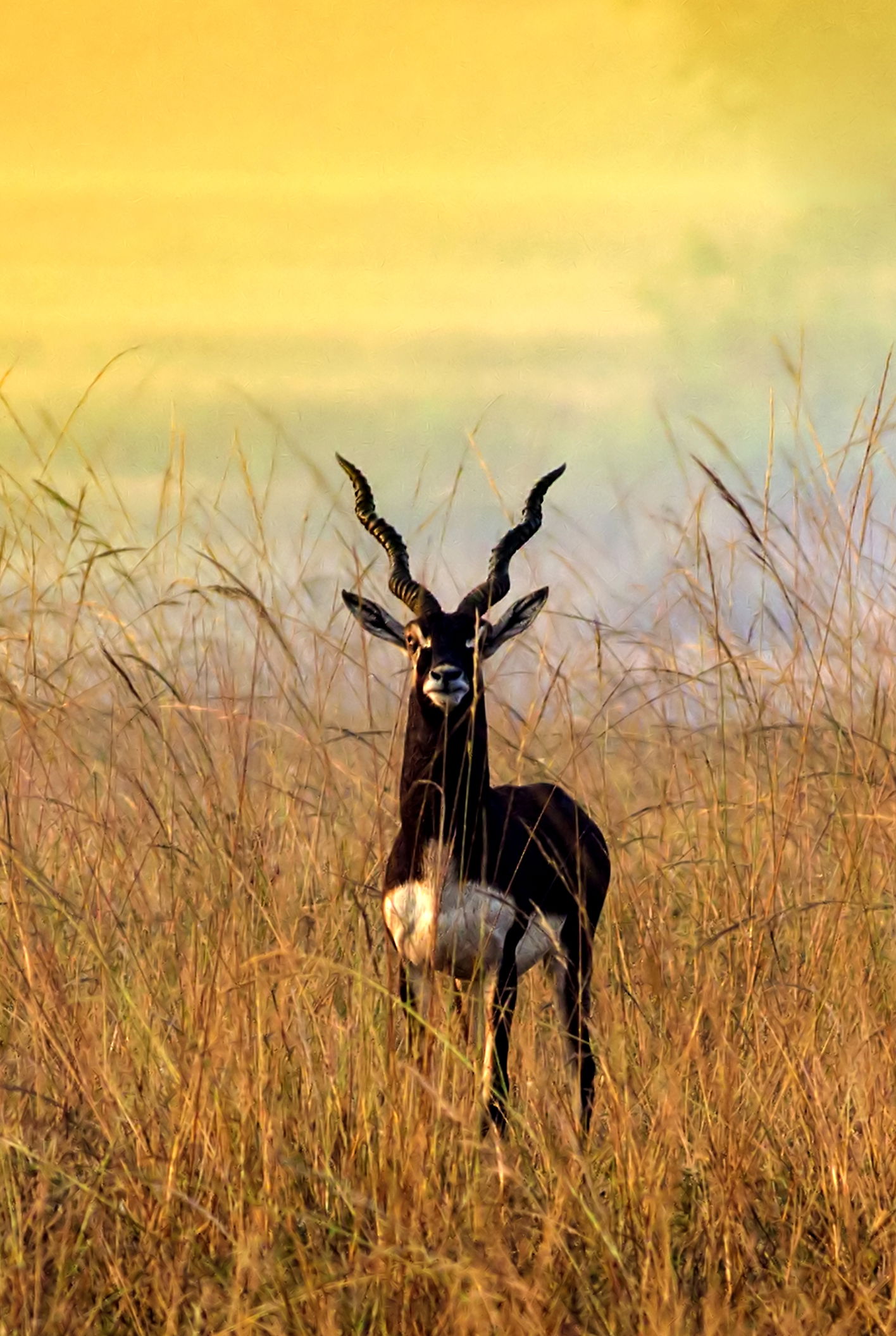 I SHOOT THE PICTURE BY MY CANON 600D. IT IS IN ODISHA .