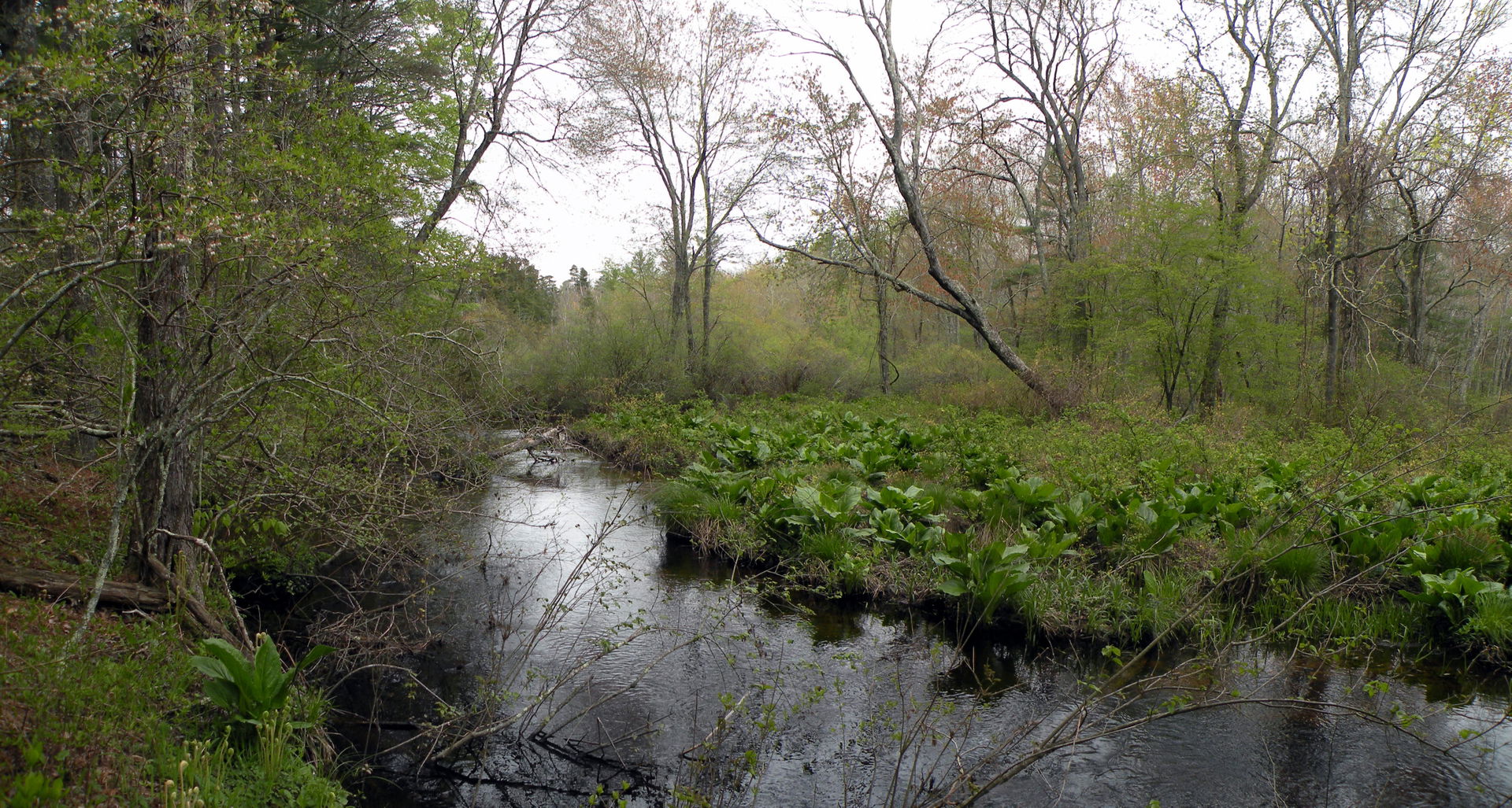 Nooseneck River, West Greenwich, RI