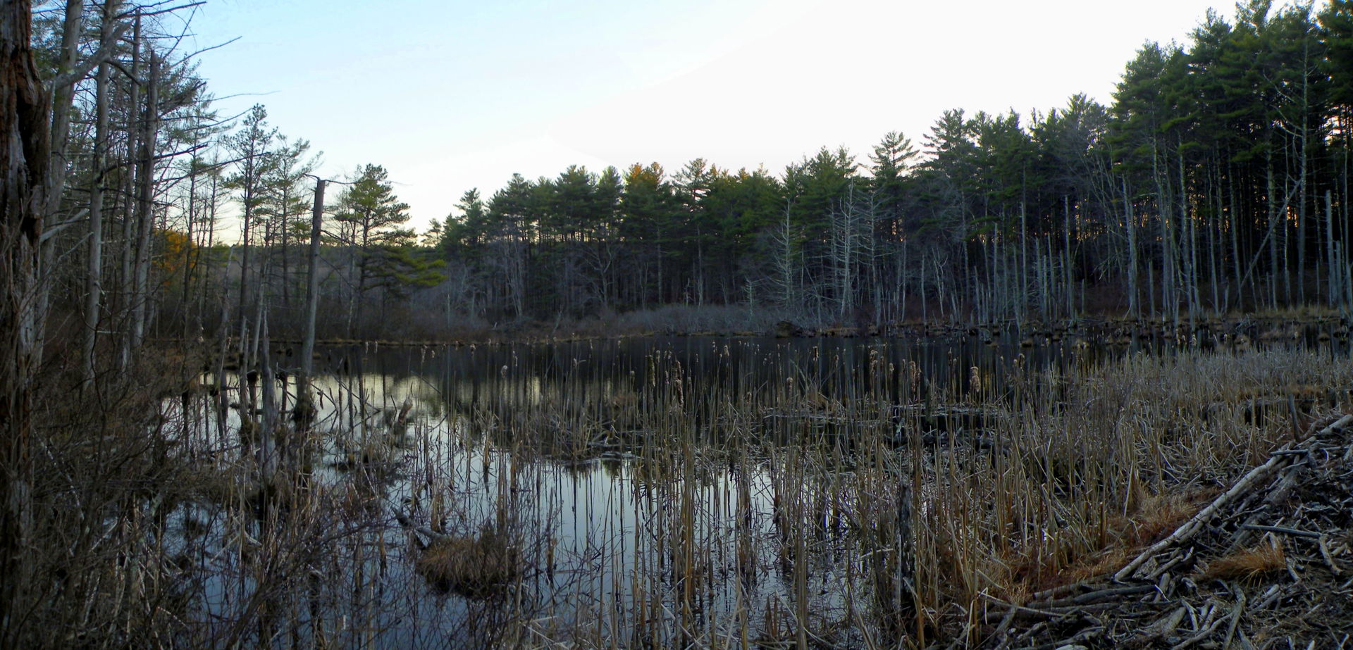 a beaver pond, West Greenwich, RI