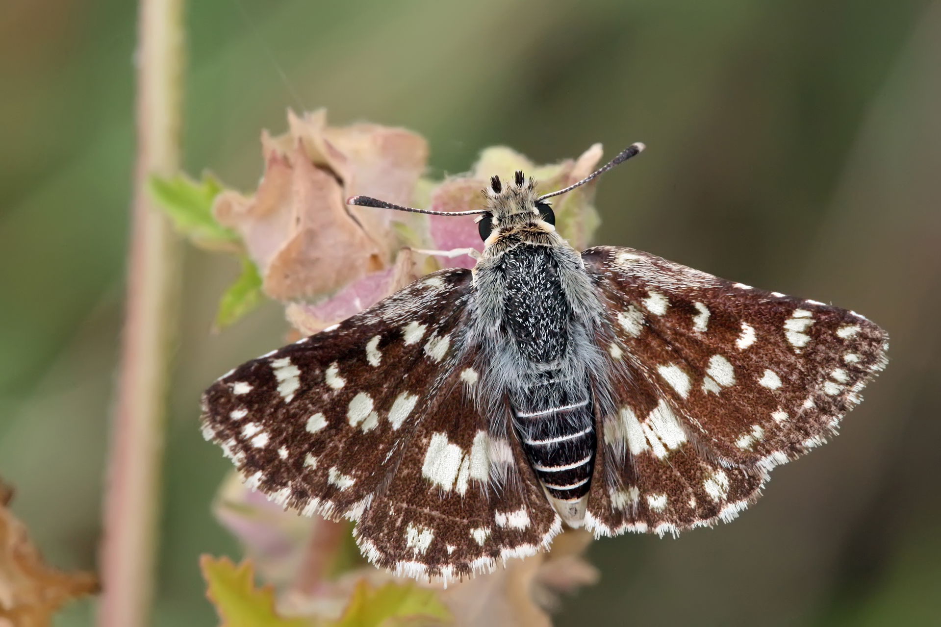 The Mafa Sandman, Spialia mafa skipper butterfly in the Ngorong…
