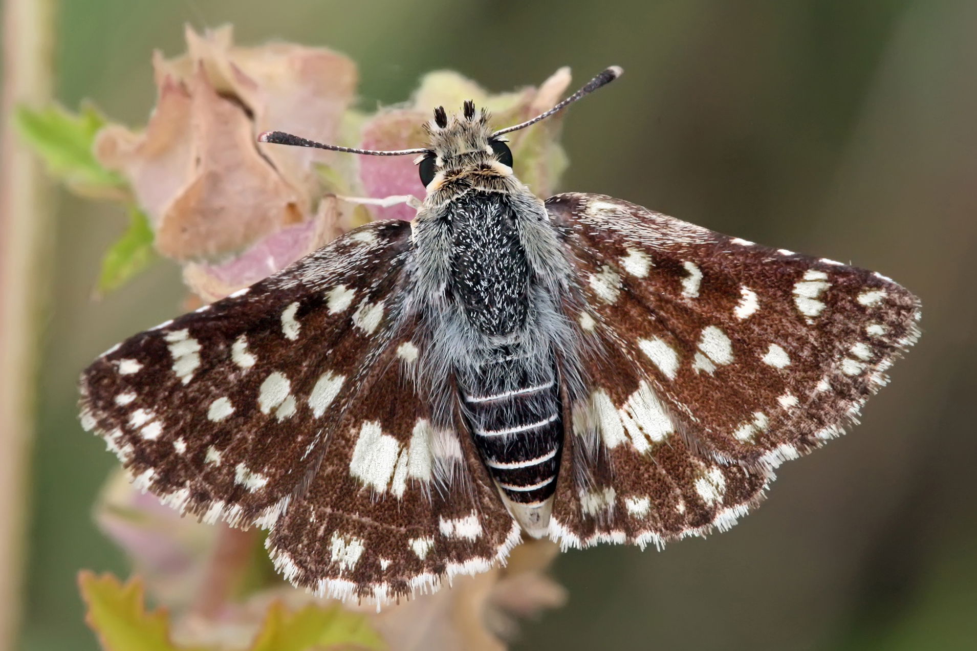 The Mafa Sandman, Spialia mafa skipper butterfly in the Ngorong…