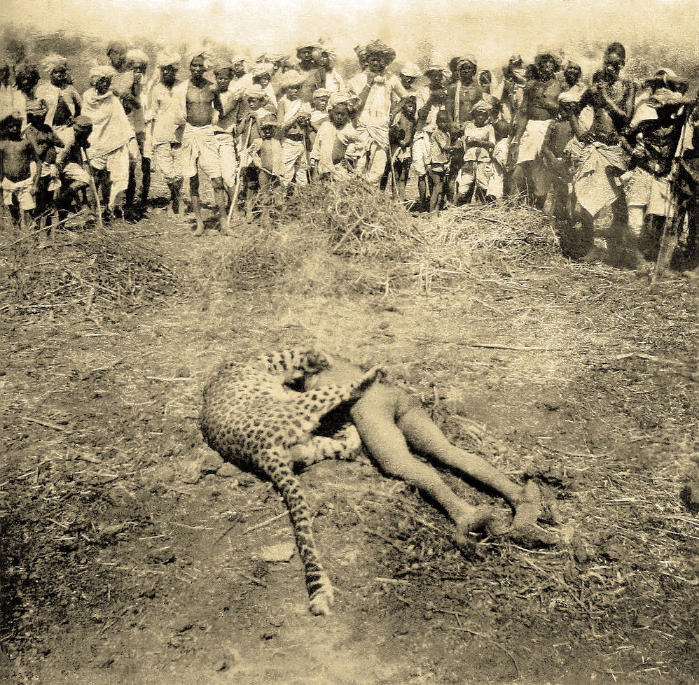 The Gunsore man-eating leopard after it was shot by British off…