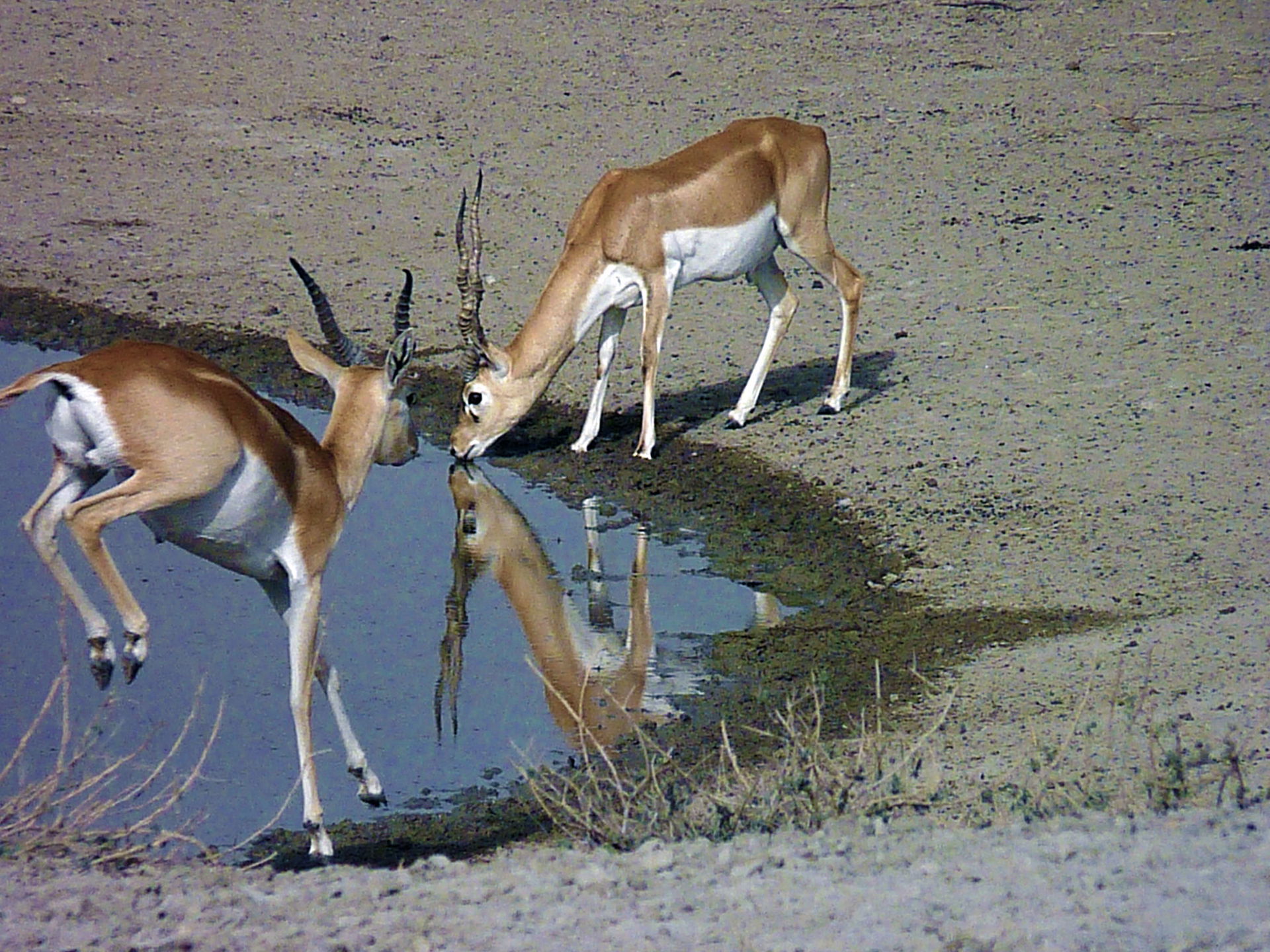 Tal Chhapar Sanctuary is a sanctuary located in the Churu distr…