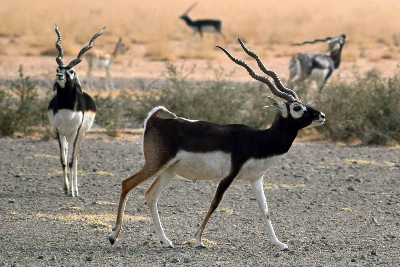Black Buck